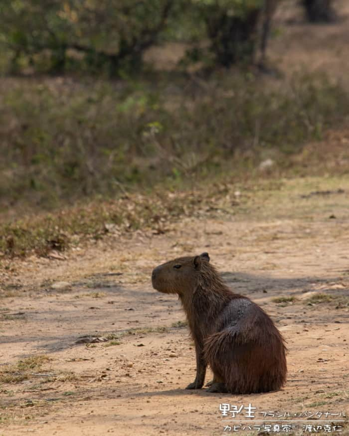 渡辺克仁のインスタグラム：「おはようございます。  #カピバラ #水豚 #capybara #おはよう」