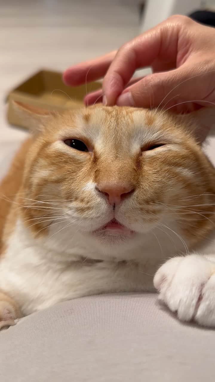 のインスタグラム：「＊ いちばんすきな鼻。 ・ #開口 ・ Guppy swoons when his nose is stroked.」
