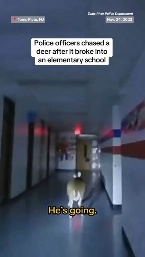 NBC Newsのインスタグラム：「A deer led police on a chase through a New Jersey elementary school.」