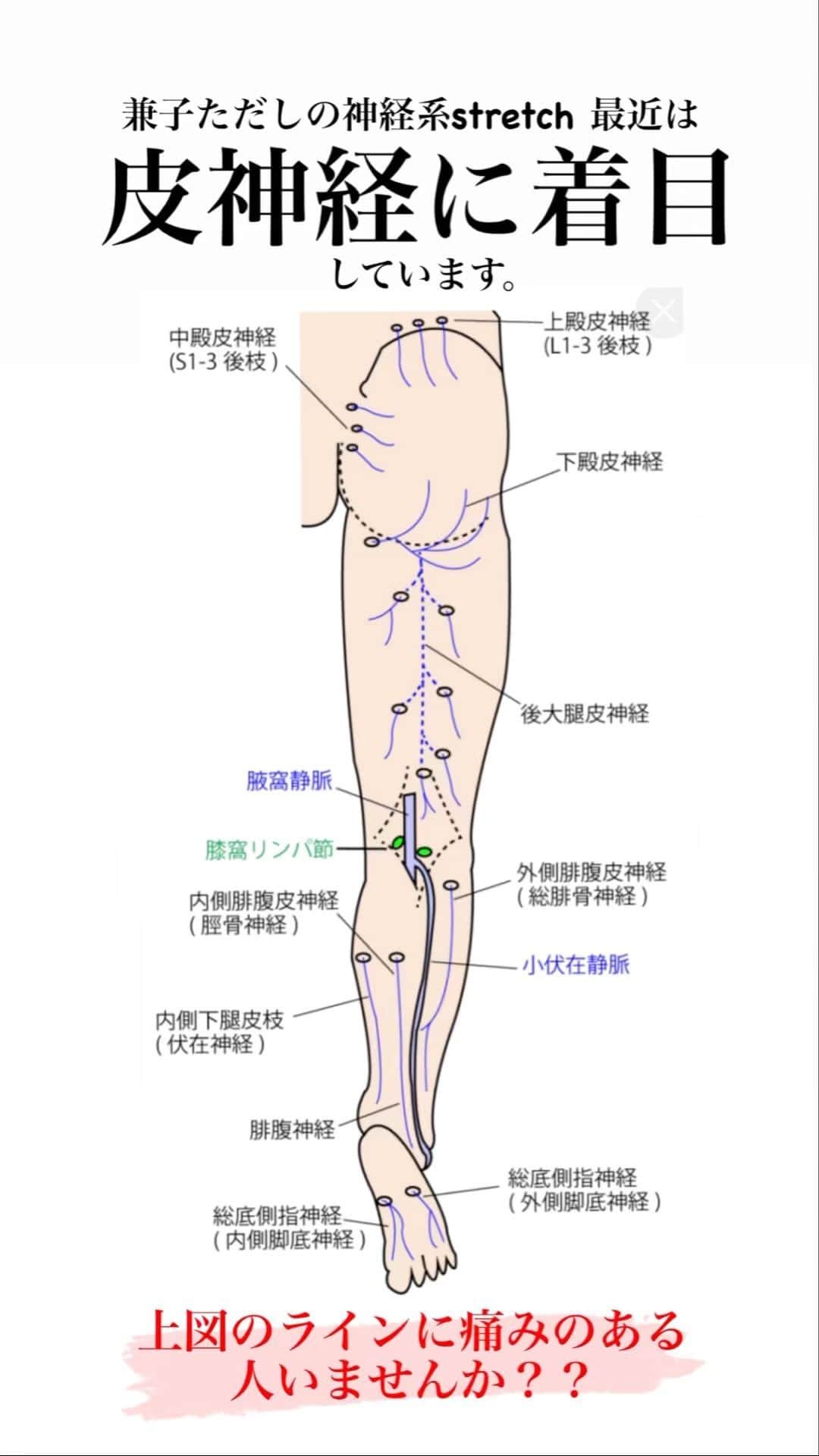 兼子ただしのインスタグラム：「神経stretch、 最近では『皮神経』に注目しています。 ご遺体解剖の際、これらの神経が原因の可能性、 それに気が付かせられました。  この皮神経のラインに痛みがある方、 皮神経もストレッチしましょう。」