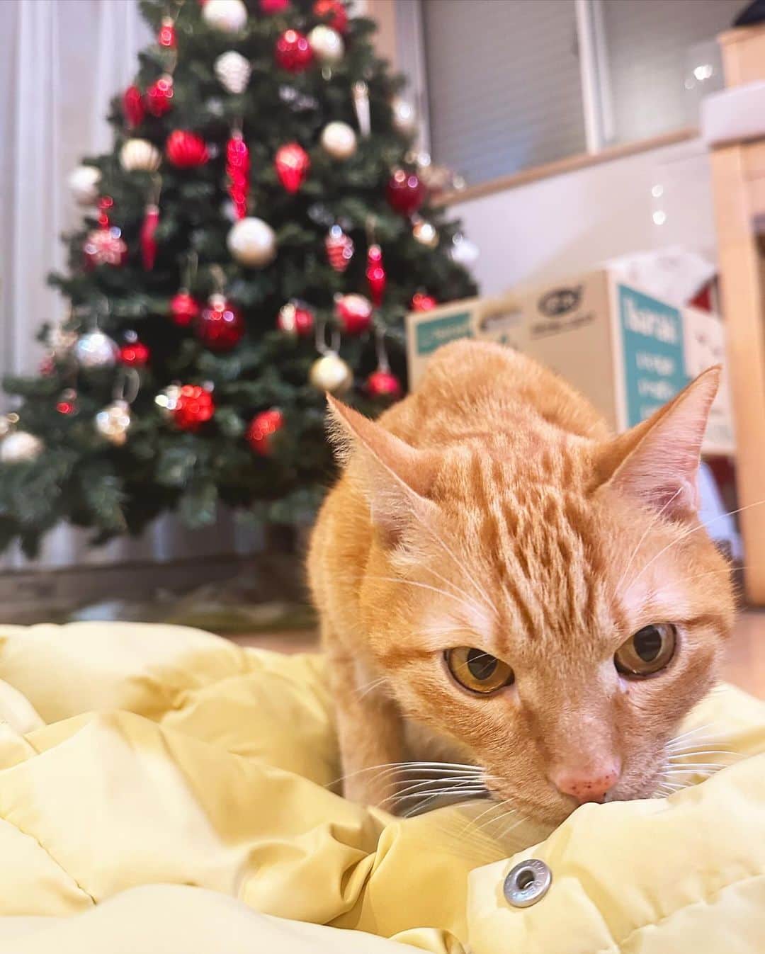 はるあんさんのインスタグラム写真 - (はるあんInstagram)「毛布で包まれたボク 上からみたボク はるちゃんの上着にのってみたボク なんにも考えてないボク  #むぎの日常」12月5日 8時41分 - haru_fuumi