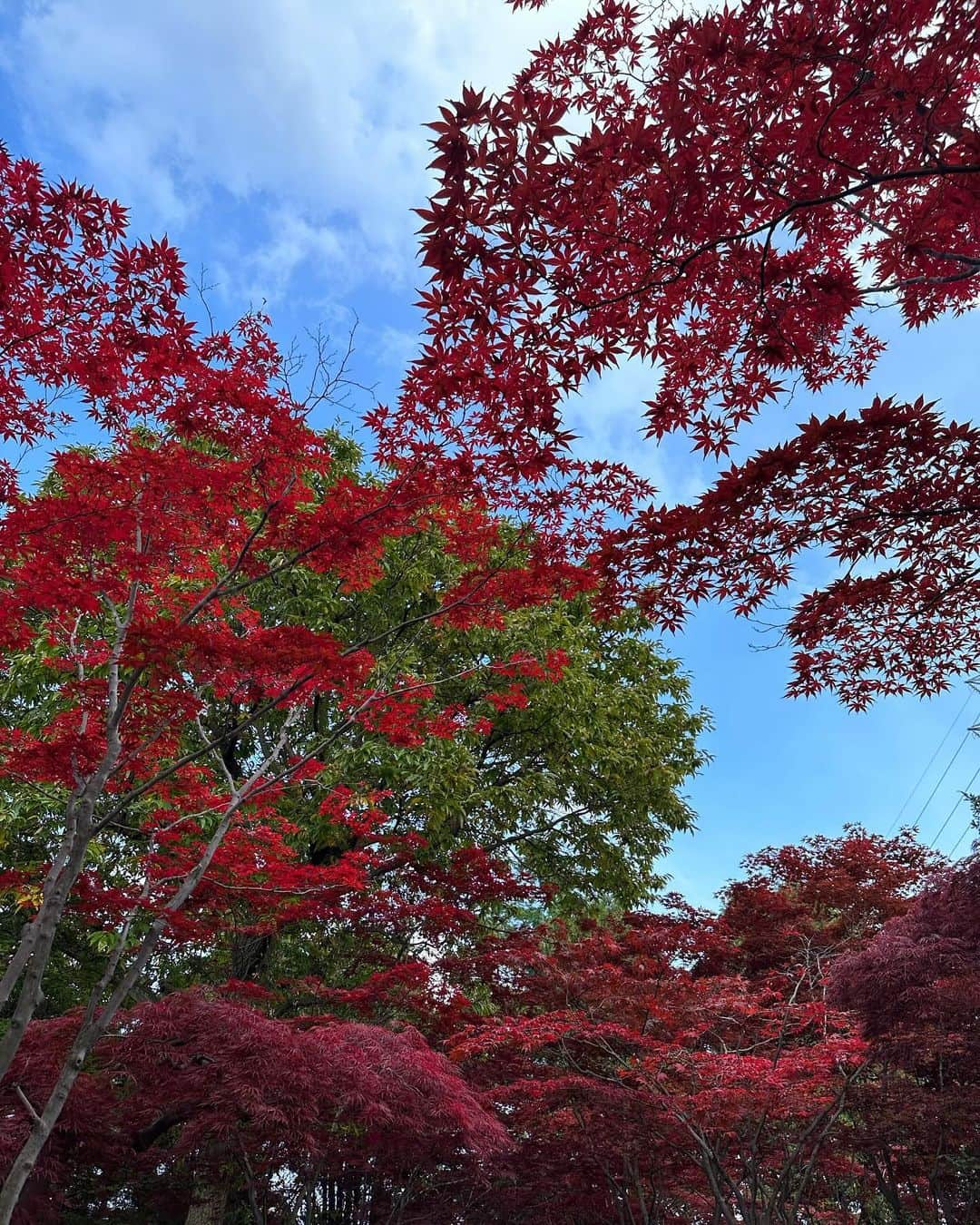 北山美奈さんのインスタグラム写真 - (北山美奈Instagram)「おじいちゃんおばあちゃんが多かったな☺️🍁  #時差投稿   #バルセロナグループ #ラウンジ凛 #札幌 #すすきの #ススキノ #キャバクラ #キャバ嬢 #キャバクラ嬢 #ニュークラブ #ニュークラ #ニュークラ嬢 #キャバ #ラウンジ #ラウンジ嬢 #ホステス #すすきのキャバクラ #すすきのキャバ嬢 #すすきのグルメ#美脚#美乳#札幌旅行 #美人 #美女 #可愛い #可愛い女の子 #博多#錦#六本木#紅葉」12月5日 18時18分 - rin_minakitayama