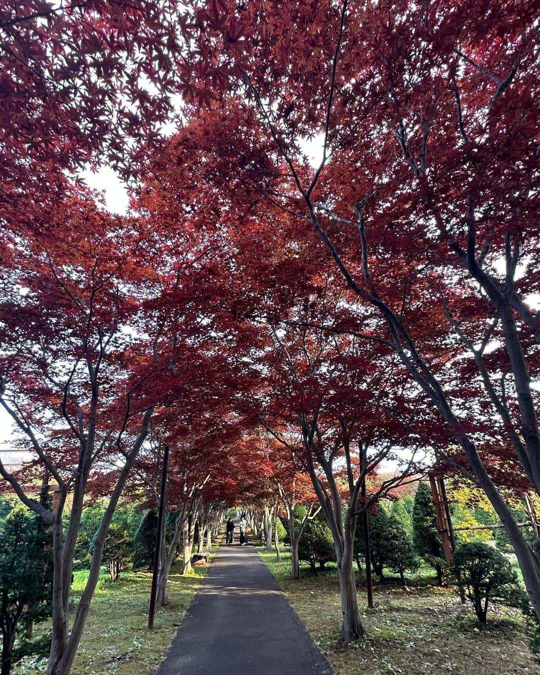 北山美奈さんのインスタグラム写真 - (北山美奈Instagram)「おじいちゃんおばあちゃんが多かったな☺️🍁  #時差投稿   #バルセロナグループ #ラウンジ凛 #札幌 #すすきの #ススキノ #キャバクラ #キャバ嬢 #キャバクラ嬢 #ニュークラブ #ニュークラ #ニュークラ嬢 #キャバ #ラウンジ #ラウンジ嬢 #ホステス #すすきのキャバクラ #すすきのキャバ嬢 #すすきのグルメ#美脚#美乳#札幌旅行 #美人 #美女 #可愛い #可愛い女の子 #博多#錦#六本木#紅葉」12月5日 18時18分 - rin_minakitayama