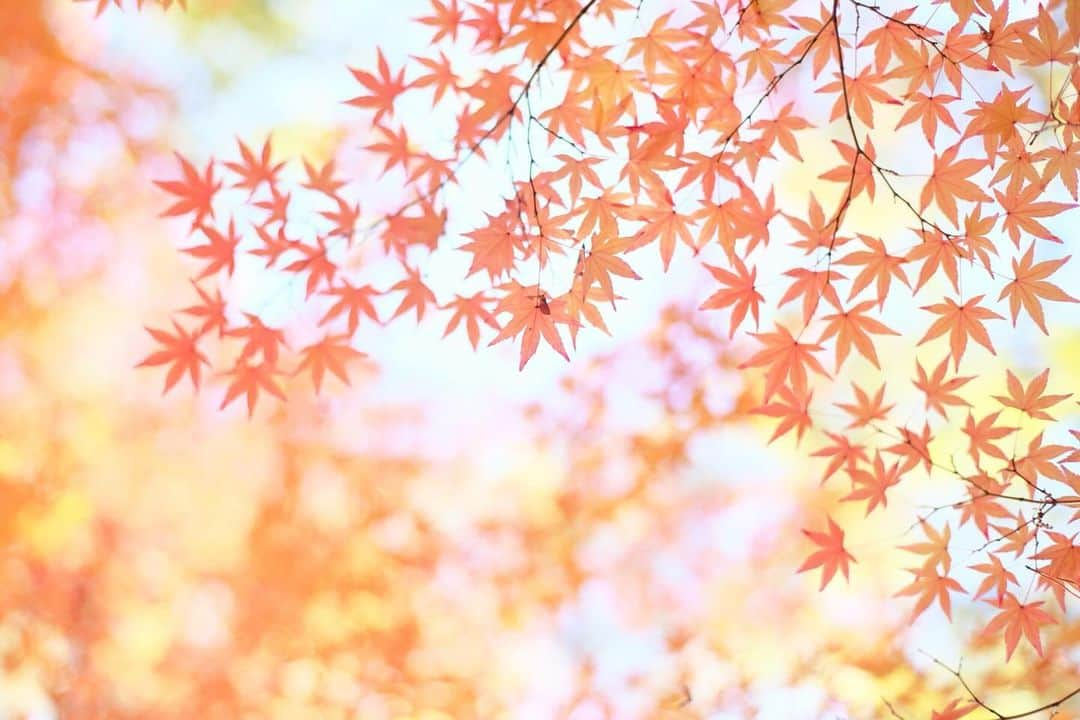 kiccyomuのインスタグラム：「☁️ 2023.12.05 Tue #防府にある #芳松庵  秋色になってた #紅葉 🍁 黄色のモミジ も綺麗📸  #モミジ 🍁は… いろいろな色と 表情があり 秋らしく、いとをかし🤗  location #山口 ❣️ 📷撮影 2023年11月25日」