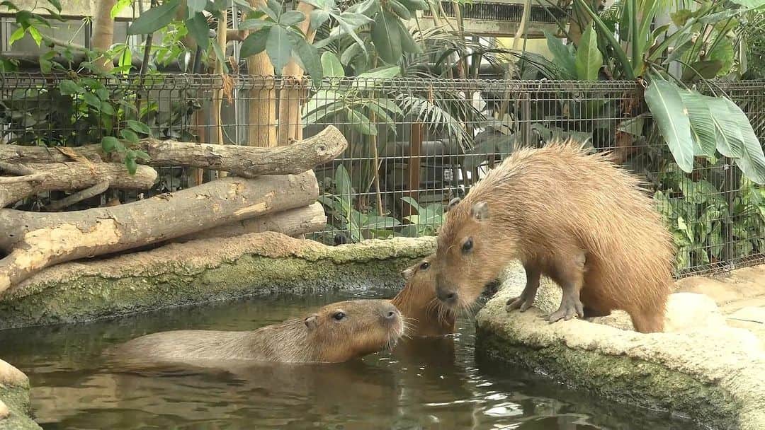 渡辺克仁のインスタグラム：「入ろうかなぁ。  #カピバラ #水豚 #capybara #神戸どうぶつ王国  #可愛い #かわいい #pretty #癒し」