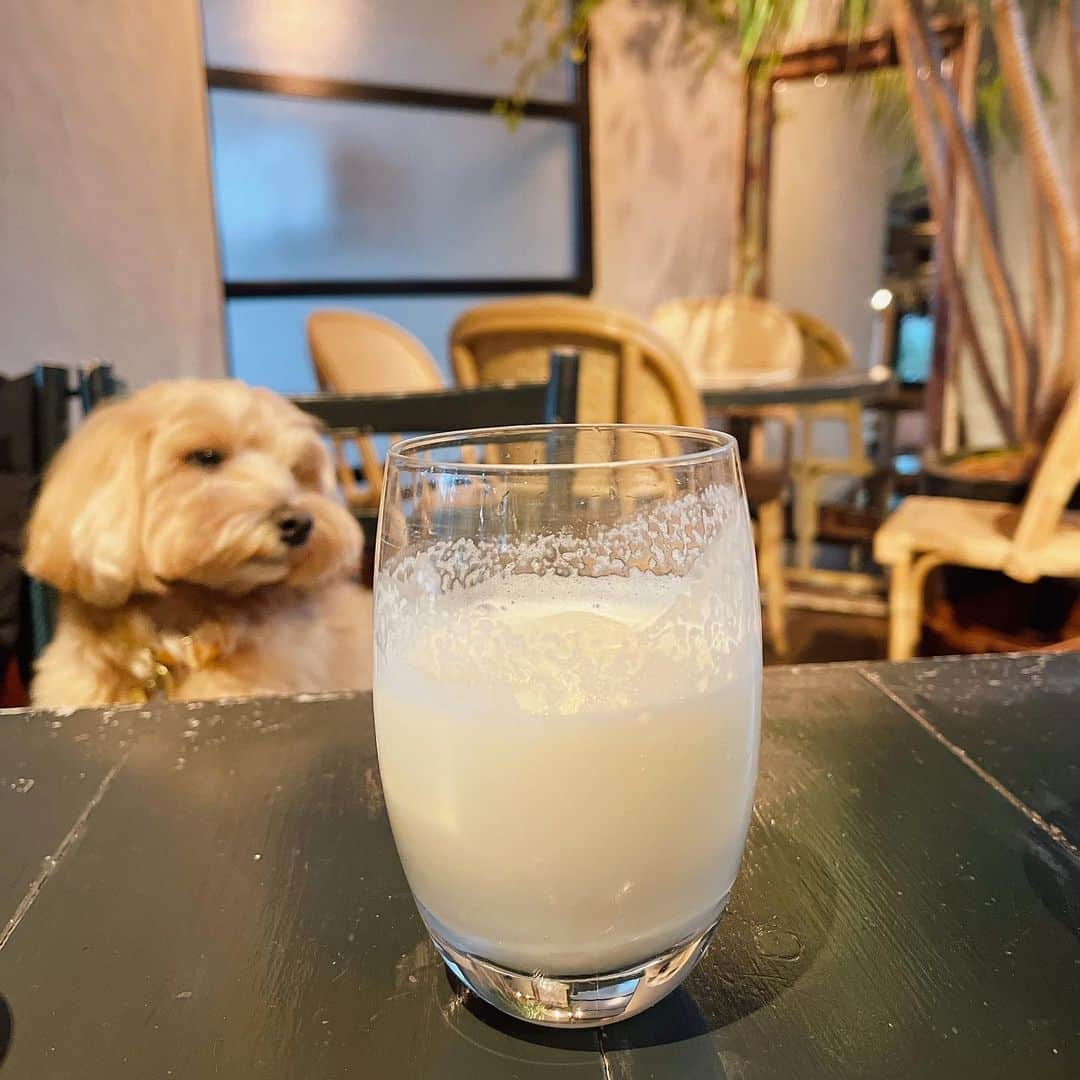 茅野愛衣のインスタグラム：「私の好きなもの🥛🐶 写真に映り込む、ピントの合ってないうちの犬。 油断してる感じがカワイイ…（茅）」