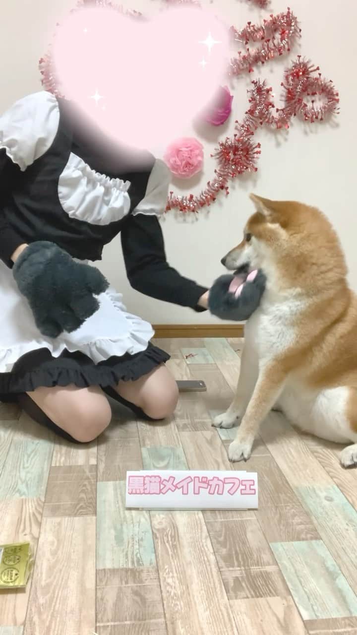 和風総分家のインスタグラム：「飼い主の奇行に適応する柴犬。#short」