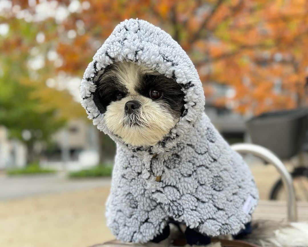 いくらさんのインスタグラム写真 - (いくらInstagram)「little wizard🧙 ・ ちっちゃな魔法使いに変身🧙💕 ・ ラリホー🐶🪄💤 ・ ・ #shizthu #シーズー #dogsofinstagram #dog #shihtzu #犬 #shizthulovers #cute #シーズー犬 #犬のいる暮らし #シーズー男の子 #dogstagram #シーズー大好き #いぬすたぐらむ #シーズー大好き部 #わんすたぐらむ #愛犬 #ふわもこ部 #shihtzugram #いぬバカ部 #cutedogs #shihtzulovers #お散歩 #犬の動画 #魔法使い」12月5日 19時36分 - i_am_ikura