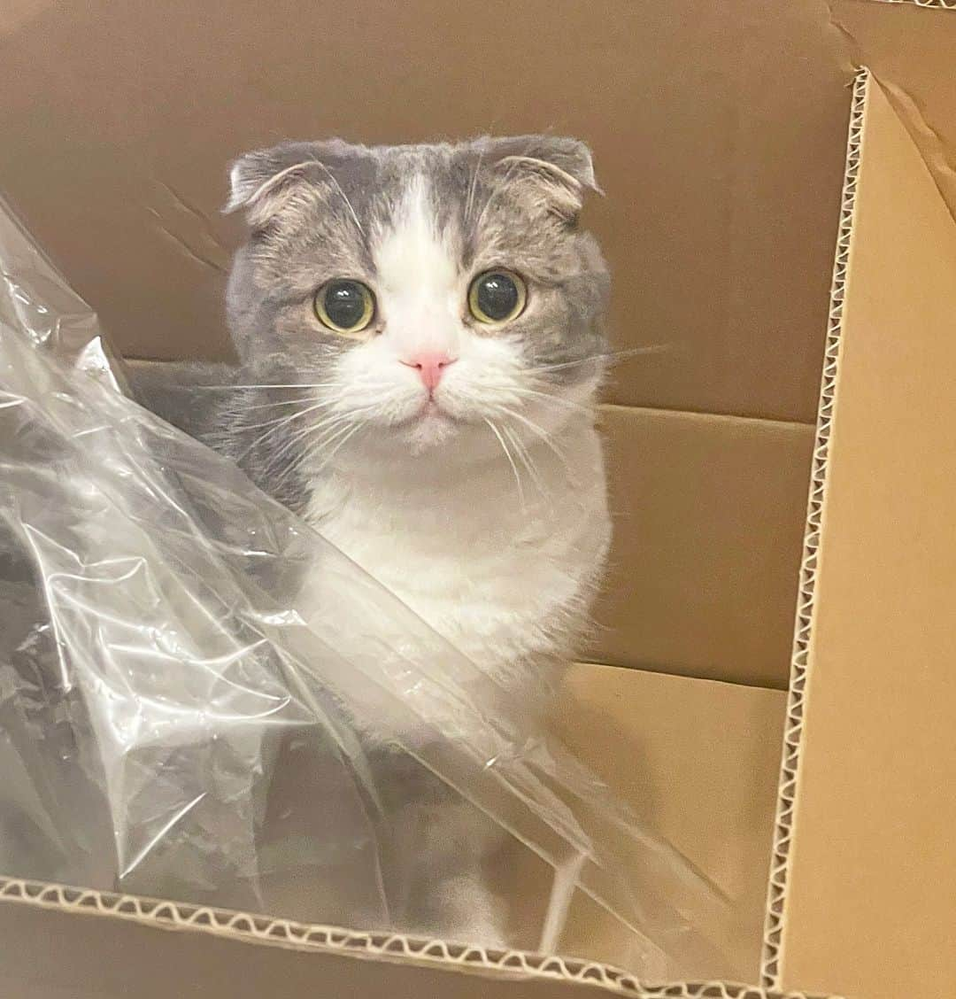 森みはるのインスタグラム：「🐱📦💘」