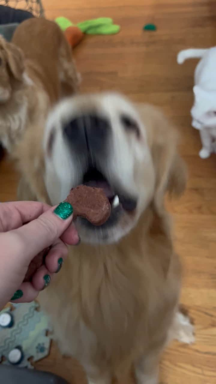 モヒートのインスタグラム：「Day 4 was a gingerbread man treat! Did you spy the kitties waiting for their turn? #adventcalendar #dogmom #goldenretriever #dogstagram #cutedogs #christmas」