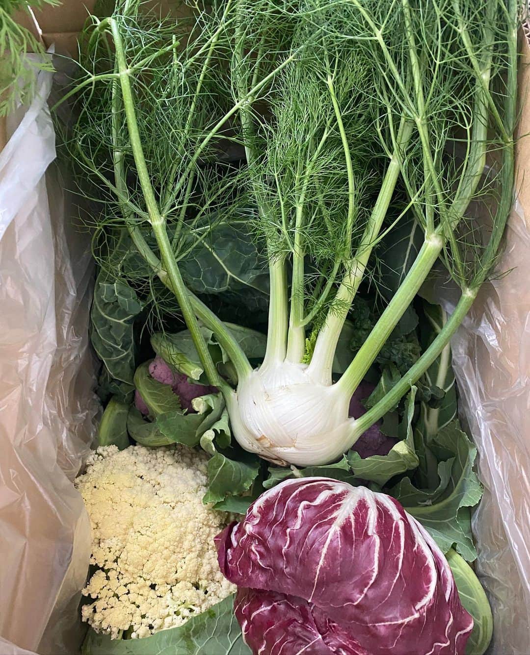 TOKIEのインスタグラム：「Jimmyさんのわたなべ農園からスーパーではなかなかお目にかかれない珍しい野菜達が届きました。しかも立派すぎてしばし見惚れています。 こんなにすごい野菜達を作ってくれて本当にありがとう🙏 葉っぱもムダにしたくないので研究中🌱」