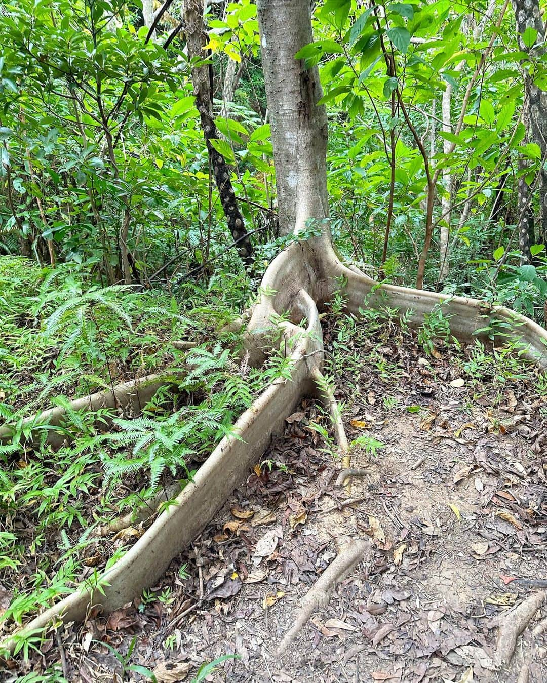 関根祥子のインスタグラム：「見惚れちゃう綺麗な板根🌳  はー😌かっこいいなぁ 植物のエネルギー  #石垣島 #板根」