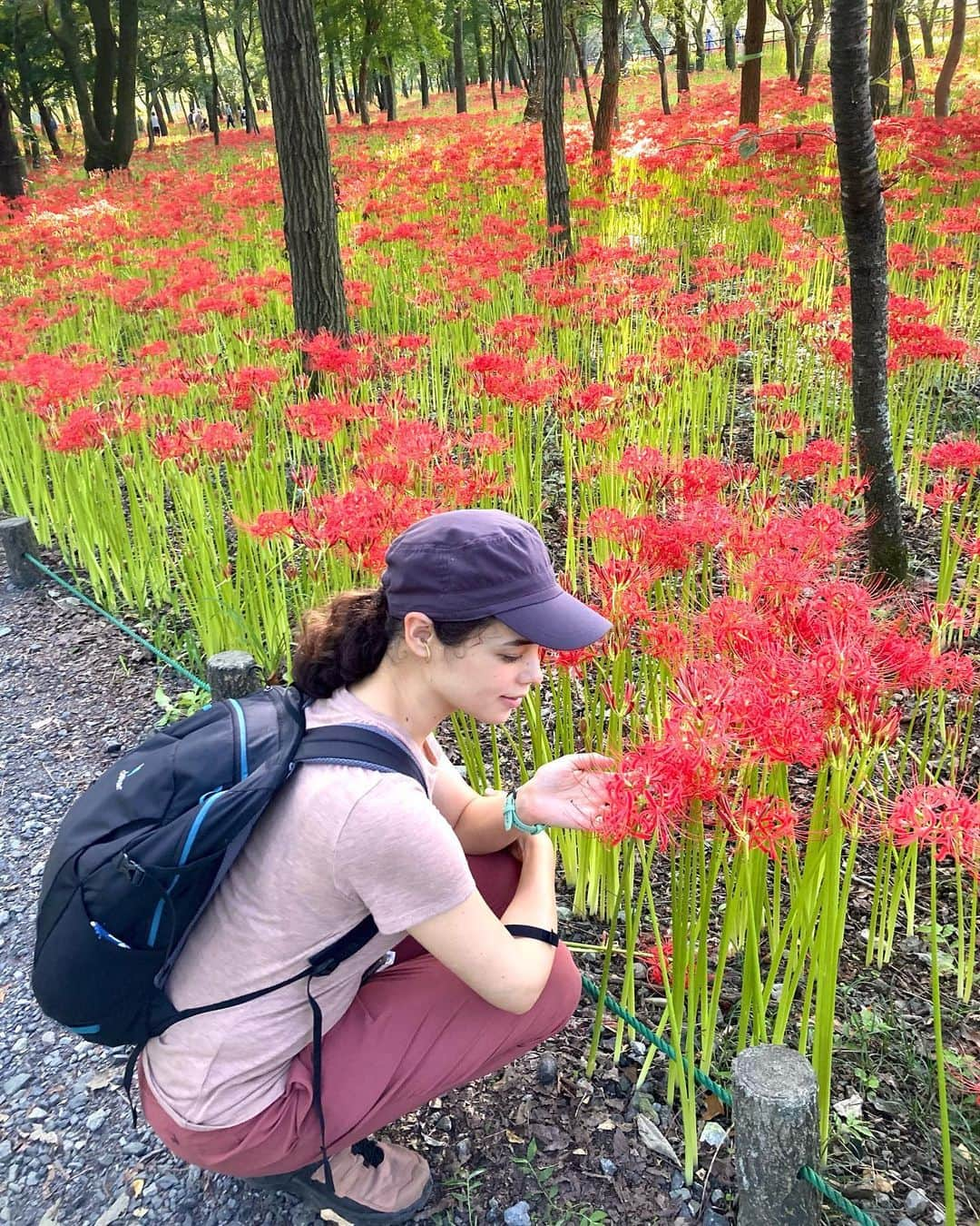 仲川希良のインスタグラム：「Advent2023🌲4 ・ 3のお喋りテーマの続きになりますが 今年の私の耳を占領していたのは音楽よりもVoicyでした……！ もともと聴いていたPodcastも次々とVoicyで再生できるようになりありがたい限り ・ 産後とコロナ禍が重なったので大人の会話が耳から摂取できるのは本当にありがたくて 雑談系から学び系まで日常的に"ひとの話"を聴く習慣がつきました ・ 視覚が刺激されないからか 自分自身とリンクさせながら自分ごととして情報を解釈しやすいところが好きです おすすめ！ ・ ・ 恐れ多くもパーソナリティとしても時折……お喋りさせていただいてます……！ フォローしてリスナーになってくださってるあなた、ありがとうございます♡ ・ 『仲川希良の、おそとであそぼ』 今年配信分で人気があったのは #77🌱長野ご当地スーパー"ツルヤ"回 #78🌱お散歩気分で歩ける"日和田山"回 のようですね……！ ・ 耳で味わう一緒に山歩き配信〜はほかに #19🌱夏は6号路"高尾山"回 なんかもあるのですが 来年はこんなタイプの配信が少し増やせたらいいかなぁなんて思ったり 配信テーマのご要望があればいつでもリクエストお待ちしております♩ ・ Voicyへはプロフィールのリンクからどうぞ アプリがなくても再生できますよ ・ ・ ・ 写真は日和田山のふもと、巾着田の曼珠沙華 美しさに圧倒されすぎて配信内では全く言語化できてませんでした苦笑 ・ ・ ・ #Voicy @voicy_jp」