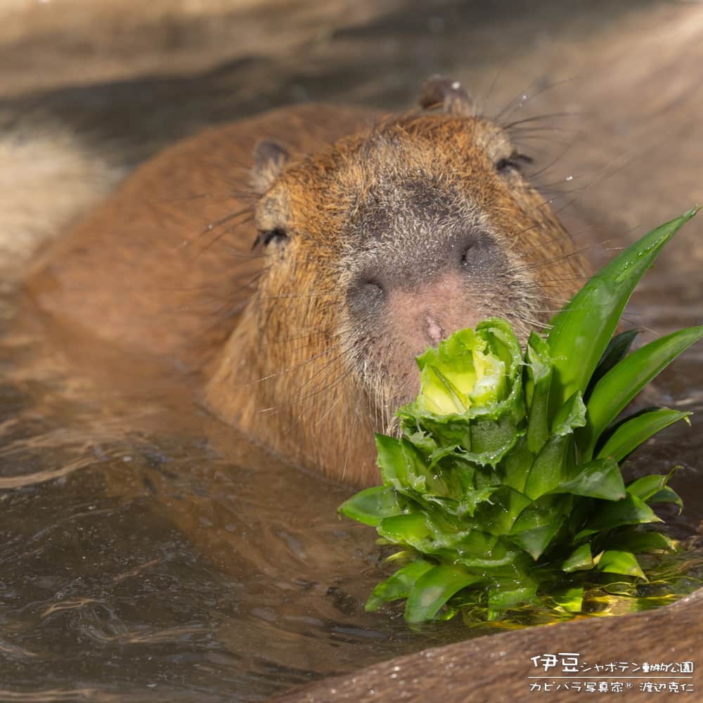 渡辺克仁のインスタグラム：「特別大きいのを手に入れご機嫌。  #カピバラ #水豚 #capybara #伊豆シャボテン動物公園  #可愛い #かわいい #pretty #癒し #静岡県」