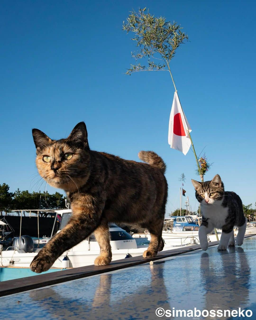 simabossnekoさんのインスタグラム写真 - (simabossnekoInstagram)「・ 2024毎日島猫日めくりカレンダーセレクション😸🏝 2024 365days island cats day to day calendar selection ❣️ Swipeしてね←←←🐾  ◎写真は全て「ほっこりゆったり毎日島猫日めくりカレンダー2024」より All photos are excerpts from 366days Island Cats Day-to-Day Calendar 2024🏝  ・ 〜お知らせ〜 『ほっこりゆったり毎日島猫日めくりカレンダー2024』好評発売中です！  @simabossneko がおくる、かわいい島猫たちの写真カレンダー🗓️  ・毎日違う島猫の写真が楽しめる365日の日めくりタイプ！ ・お散歩、昼寝、仲良し、じゃれ合いなどなど、様々なシーンを掲載！ ・笑って共感して、ほっこりする、日本各地の島に暮らす猫たちの日常 ・手元で見やすい、ハンディサイズの卓上日めくりカレンダー  ・縦100×横140mm、天糊綴じ、370P ・卓上タイプ（スタンド付き）  ☆simabossneko's shop限定購入特典☆ minne、メルカリShopsにて 「ほっこりゆったり毎日島猫日めくりカレンダー2024」を購入いただくと、島猫ポストカードを1枚プレゼントいたします。  また、minne、メルカリShopsでは、"さちカレンダー2024" や "島猫週めくりカレンダー2024"とのセット作品も販売しています。  ◎ほっこりゆったり毎日島猫日めくりカレンダーは、Amazon、楽天ブックスなどのオンライン書店、本屋さん店頭にて発売中！  各ショップへのリンクは、@simabossneko または @p_nyanco22 にあるプロフィールリンクからご覧いただけます。 ・ ・ 〜Notice〜 Available now! “【366days】Island Cats Day to Day Calendar 2024“  ＊A 366-day flip type where you can enjoy different photos of island cats every day!  ＊Various cats scenes such as walking, napping, good friends, playfulness, etc.  ＊Laughing, sympathizing, and healing, the daily lives of cats living on islands across Japan.   ＊Easy-to-read handy-sized desktop day to day calendar.  The calendar is pre-order now at minne“simabossneko's shop“ or Amazon.co.jp  Shop URL：（simabossneko's shop）https://minne.com/＠simabossneko （Amazon Japan）https://www.amazon.co.jp/dp/4798181757  It is possible to purchase and ship from overseas. 🇺🇸🇰🇷🇹🇼🇭🇰🇫🇷🇬🇧🇩🇪🇮🇹🇪🇸🇦🇺etc. ※ Shipping fee will be charged separately.  You can reach the shops from the profile link of @simabossneko or @p_nyanco22  ・  #しまねこ #島猫 #ねこ #猫写真 #cats_of_world #catloversclub #pleasantcats #catstagram #meowed #ig_japan #lumixg9」12月5日 12時00分 - simabossneko