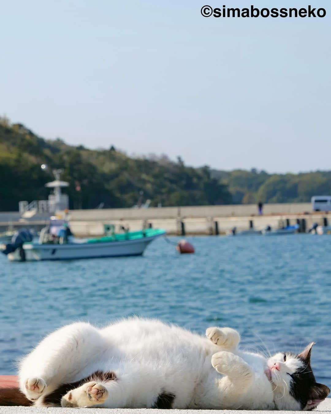 simabossnekoのインスタグラム：「・ 2024毎日島猫日めくりカレンダーセレクション😸🏝 2024 365days island cats day to day calendar selection ❣️ Swipeしてね←←←🐾  ◎写真は全て「ほっこりゆったり毎日島猫日めくりカレンダー2024」より All photos are excerpts from 366days Island Cats Day-to-Day Calendar 2024🏝  ・ 〜お知らせ〜 『ほっこりゆったり毎日島猫日めくりカレンダー2024』好評発売中です！  @simabossneko がおくる、かわいい島猫たちの写真カレンダー🗓️  ・毎日違う島猫の写真が楽しめる365日の日めくりタイプ！ ・お散歩、昼寝、仲良し、じゃれ合いなどなど、様々なシーンを掲載！ ・笑って共感して、ほっこりする、日本各地の島に暮らす猫たちの日常 ・手元で見やすい、ハンディサイズの卓上日めくりカレンダー  ・縦100×横140mm、天糊綴じ、370P ・卓上タイプ（スタンド付き）  ☆simabossneko's shop限定購入特典☆ minne、メルカリShopsにて 「ほっこりゆったり毎日島猫日めくりカレンダー2024」を購入いただくと、島猫ポストカードを1枚プレゼントいたします。  また、minne、メルカリShopsでは、"さちカレンダー2024" や "島猫週めくりカレンダー2024"とのセット作品も販売しています。  ◎ほっこりゆったり毎日島猫日めくりカレンダーは、Amazon、楽天ブックスなどのオンライン書店、本屋さん店頭にて発売中！  各ショップへのリンクは、@simabossneko または @p_nyanco22 にあるプロフィールリンクからご覧いただけます。 ・ ・ 〜Notice〜 Available now! “【366days】Island Cats Day to Day Calendar 2024“  ＊A 366-day flip type where you can enjoy different photos of island cats every day!  ＊Various cats scenes such as walking, napping, good friends, playfulness, etc.  ＊Laughing, sympathizing, and healing, the daily lives of cats living on islands across Japan.   ＊Easy-to-read handy-sized desktop day to day calendar.  The calendar is pre-order now at minne“simabossneko's shop“ or Amazon.co.jp  Shop URL：（simabossneko's shop）https://minne.com/＠simabossneko （Amazon Japan）https://www.amazon.co.jp/dp/4798181757  It is possible to purchase and ship from overseas. 🇺🇸🇰🇷🇹🇼🇭🇰🇫🇷🇬🇧🇩🇪🇮🇹🇪🇸🇦🇺etc. ※ Shipping fee will be charged separately.  You can reach the shops from the profile link of @simabossneko or @p_nyanco22  ・  #しまねこ #島猫 #ねこ #猫写真 #cats_of_world #catloversclub #pleasantcats #catstagram #meowed #ig_japan #lumixg9」