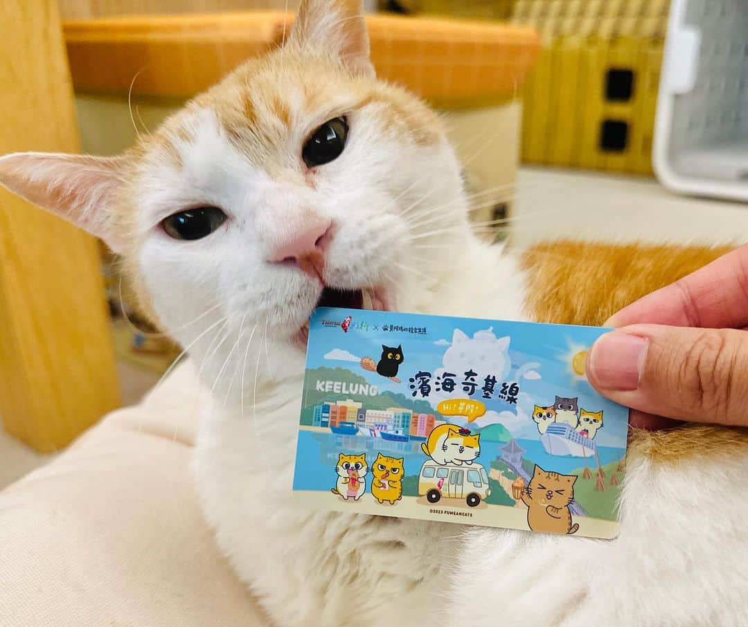 黃阿瑪的後宮生活のインスタグラム：「阿瑪：「基隆有朕的小公車了！」  -  【台灣好行濱海奇基線 黃阿瑪聯名套票】  阿瑪出現在基隆台灣好行公車上啦～這次推出四款聯名套票，內容包含景點門票，還能兌換各種吃的喝的，其中《潮境智能遊》及《城市漫遊》兩款套票有阿瑪卡面的交通卡哦～  使用期間：即日起至2024年4月30日  詳情 https://reurl.cc/L68mqy」