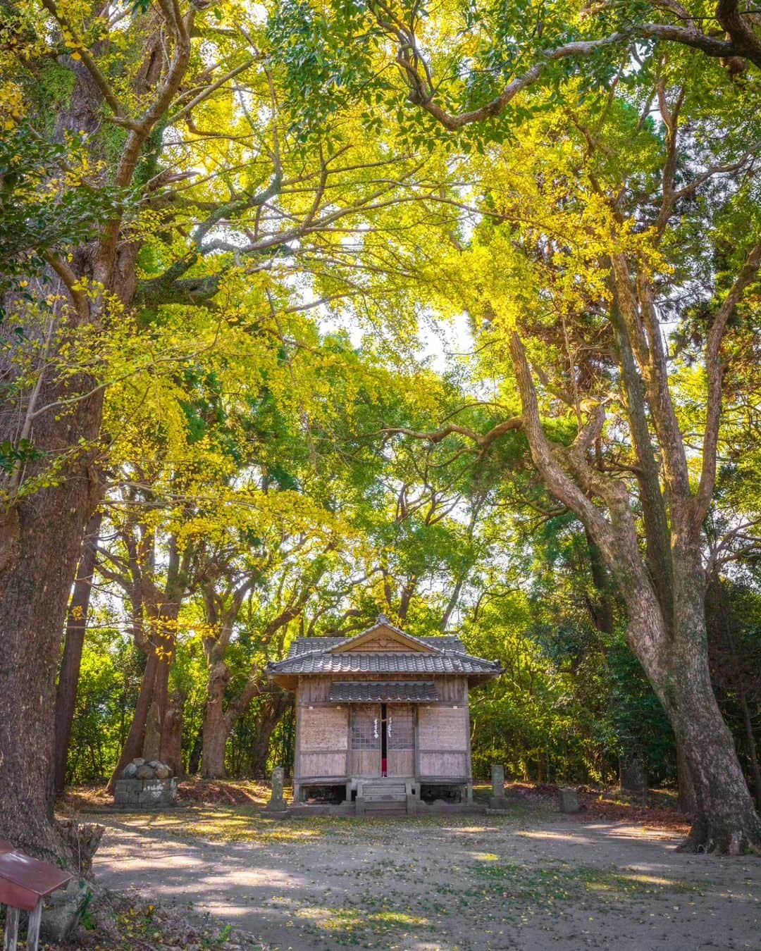 鹿児島よかもん再発見さんのインスタグラム写真 - (鹿児島よかもん再発見Instagram)「南さつま市金峰町尾下の南方神社にて＼(^o^)／ R5/12/2  並列鳥居の神社を巡ってあるときに、立派なイチョウの木があったのを思い出し訪問⛩  少しタイミングが早かったみたいでしたが、満足てす😃  #鹿児島 #鹿児島紅葉 #鹿児島観光 #南さつま市 #南さつま市金峰町 #金峰町 #金峰町尾下 #南方神社 #尾下南方神社 #神社 #鹿児島の自然 #鹿児島の風景 #紅葉 #イチョウ #kagoshima #kagoshimaphoto  #kagoshimaphotograph  #japan  #kyusyu」12月5日 19時53分 - kagoshimayokamon