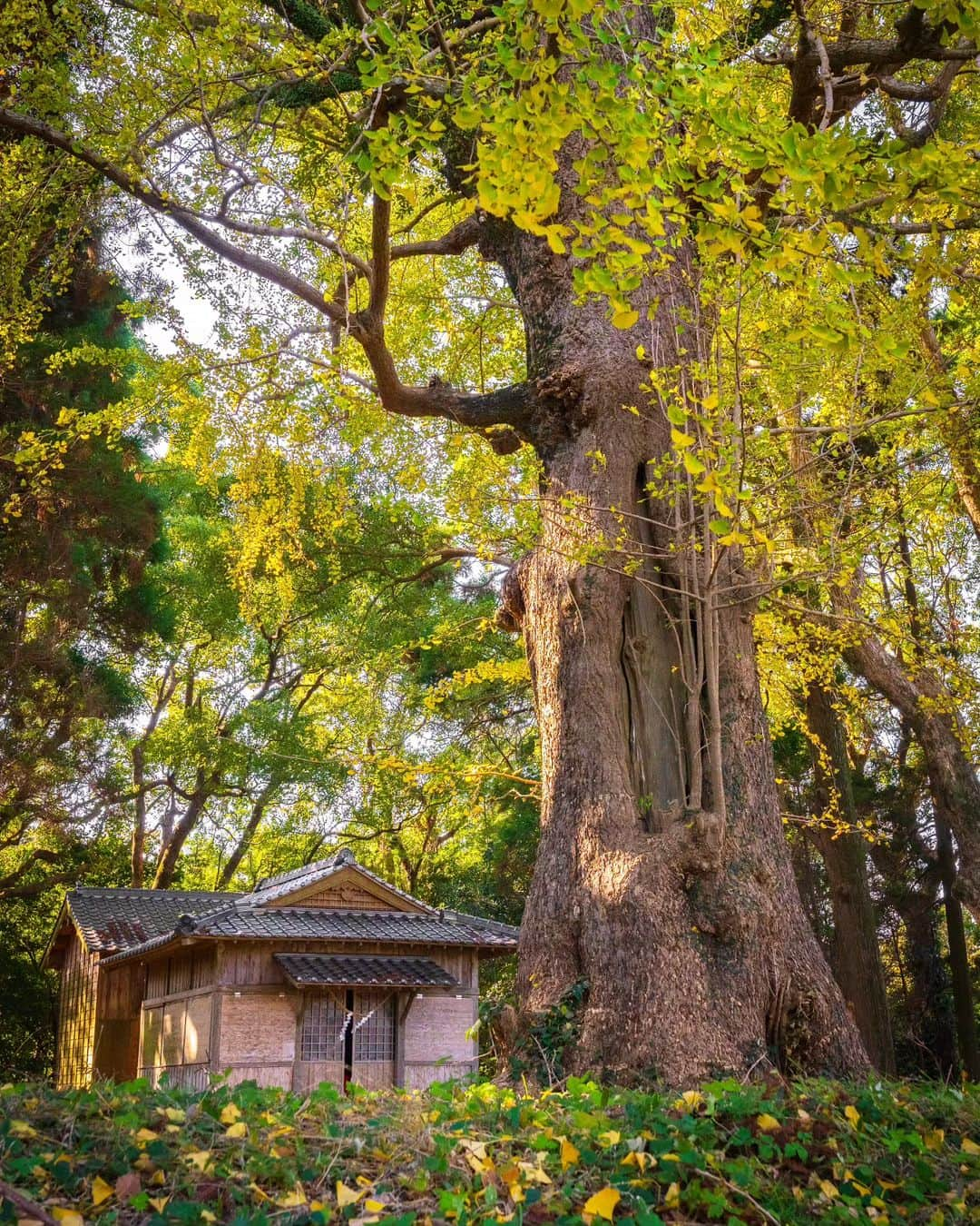 鹿児島よかもん再発見さんのインスタグラム写真 - (鹿児島よかもん再発見Instagram)「南さつま市金峰町尾下の南方神社にて＼(^o^)／ R5/12/2  並列鳥居の神社を巡ってあるときに、立派なイチョウの木があったのを思い出し訪問⛩  少しタイミングが早かったみたいでしたが、満足てす😃  #鹿児島 #鹿児島紅葉 #鹿児島観光 #南さつま市 #南さつま市金峰町 #金峰町 #金峰町尾下 #南方神社 #尾下南方神社 #神社 #鹿児島の自然 #鹿児島の風景 #紅葉 #イチョウ #kagoshima #kagoshimaphoto  #kagoshimaphotograph  #japan  #kyusyu」12月5日 19時53分 - kagoshimayokamon