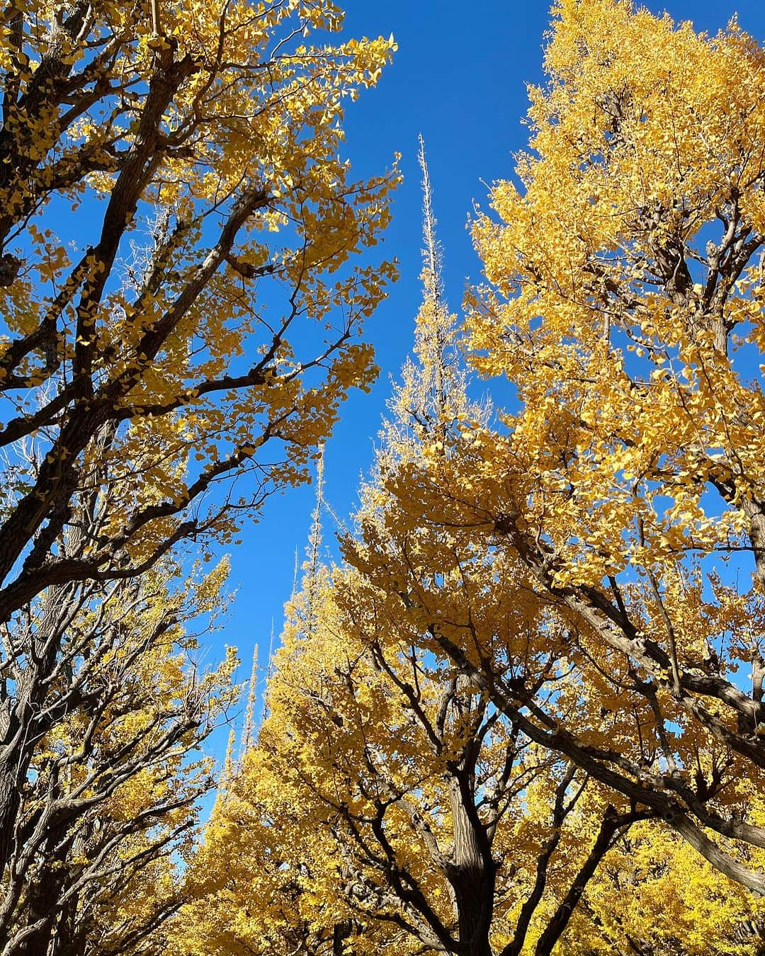 さゆりさんのインスタグラム写真 - (さゆりInstagram)「【さゆりのぼやき🗣️💭】  わたしは9月から恵比寿にお店を自分で出して経営をしています。  ここ3週間は特に1度もプライベートの時間を割かず、ひどい時は朝の7時まで作業をしたりしています。  私はこの事業において、自分がお金儲けをしたいなどの考えは一切なく。なので、正直自己資金でやっていて、マイナスになる事はあるものの、どんだけ働いても自分にお金が入ってくることはないです。経費も私用目的に使ったことなど1度もありません。  売り上げを頑張って作るための目的は少しでも頑張ってくれてる従業員に還元できるようにであって、  私が仕事を一生懸命頑張ってる目的は、少しでもお客様や従業員の方に喜んでもらえたり、いい影響を与えられないか、を最優先に考えています。  出資をしたい、などのお声は日々絶えませんが、自分のやりたい事の主旨と変わってしまうので、すべてお断りしています。  最近、サービス業をやる上で、仕方がないコトですが、お客様に『微妙な店ですね、こんな店詐欺店だ』なんて声を掛けられてしまいました。  精一杯、自分の中でお客様に喜んでもらえる事を最優先に努力しているつもりでも、全ての人に満足してもらう事は難しいのは理解していても、自分が何のために努力しているのか分からなくなり、少ししんどさを感じてしまいました。。  正直、最近たまにストレス過多で不眠や耳鳴りや振戦、味覚症状がでたり、しんどいと思うことも増えてきてしまいましたが、自分自身の考え方や生き方が誰かひとりでもいい影響を与えられたらいいな、と思い生きています。  でも、まだまだ挑戦の渦中で壁にぶつかることが多いですが、私と関わってくれた人々、また従業員の子が卒業するときに成長できたと言ってもらえるような環境を作れるように努力していこうと思います✊  さゆり、まだまだ頑張るから みんはのパワーをください🔥  #銀杏並木 #外苑前いちょう並木  #紅葉　#銀杏　#外苑前」12月5日 14時50分 - sayuri__offi