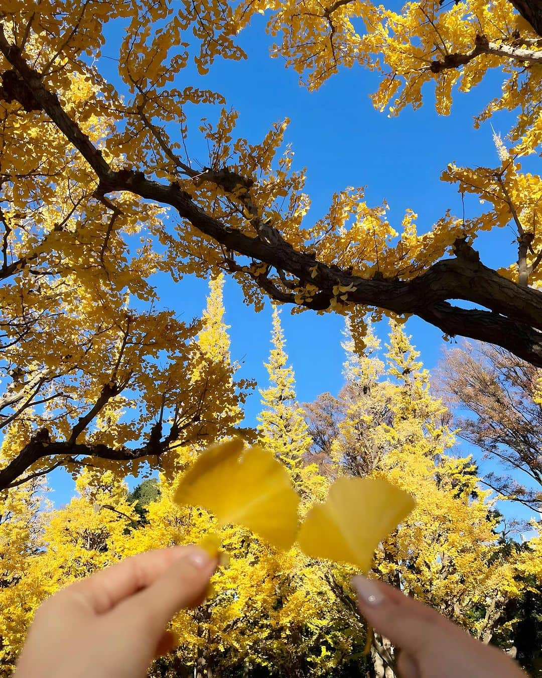 さゆりさんのインスタグラム写真 - (さゆりInstagram)「【さゆりのぼやき🗣️💭】  わたしは9月から恵比寿にお店を自分で出して経営をしています。  ここ3週間は特に1度もプライベートの時間を割かず、ひどい時は朝の7時まで作業をしたりしています。  私はこの事業において、自分がお金儲けをしたいなどの考えは一切なく。なので、正直自己資金でやっていて、マイナスになる事はあるものの、どんだけ働いても自分にお金が入ってくることはないです。経費も私用目的に使ったことなど1度もありません。  売り上げを頑張って作るための目的は少しでも頑張ってくれてる従業員に還元できるようにであって、  私が仕事を一生懸命頑張ってる目的は、少しでもお客様や従業員の方に喜んでもらえたり、いい影響を与えられないか、を最優先に考えています。  出資をしたい、などのお声は日々絶えませんが、自分のやりたい事の主旨と変わってしまうので、すべてお断りしています。  最近、サービス業をやる上で、仕方がないコトですが、お客様に『微妙な店ですね、こんな店詐欺店だ』なんて声を掛けられてしまいました。  精一杯、自分の中でお客様に喜んでもらえる事を最優先に努力しているつもりでも、全ての人に満足してもらう事は難しいのは理解していても、自分が何のために努力しているのか分からなくなり、少ししんどさを感じてしまいました。。  正直、最近たまにストレス過多で不眠や耳鳴りや振戦、味覚症状がでたり、しんどいと思うことも増えてきてしまいましたが、自分自身の考え方や生き方が誰かひとりでもいい影響を与えられたらいいな、と思い生きています。  でも、まだまだ挑戦の渦中で壁にぶつかることが多いですが、私と関わってくれた人々、また従業員の子が卒業するときに成長できたと言ってもらえるような環境を作れるように努力していこうと思います✊  さゆり、まだまだ頑張るから みんはのパワーをください🔥  #銀杏並木 #外苑前いちょう並木  #紅葉　#銀杏　#外苑前」12月5日 14時50分 - sayuri__offi