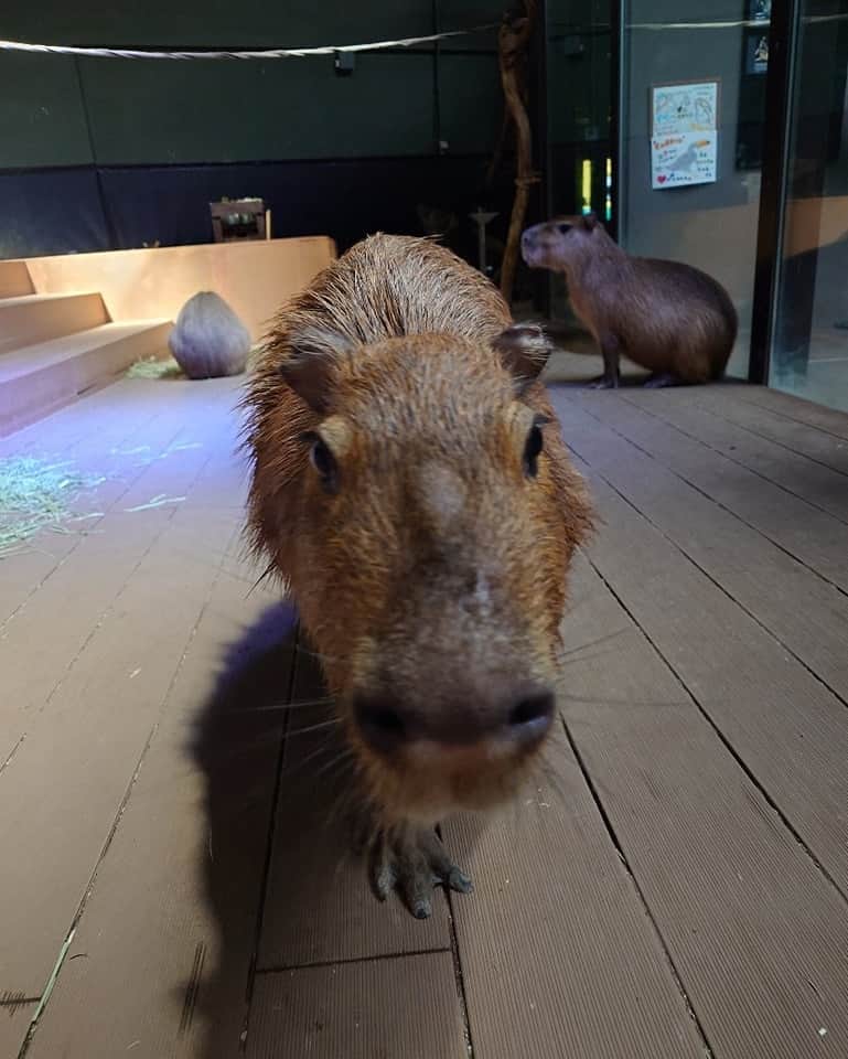 渡辺克仁さんのインスタグラム写真 - (渡辺克仁Instagram)「久々のカワスイ（川崎水族館）。３頭共に変わらず元気いっぱい。何故かやたらとモリージョをコシコシされる。  #カピバラ #水豚 #capybara #川崎 #癒やし #川崎水族館 #カワスイ」12月5日 15時00分 - katsuhito.watanabe