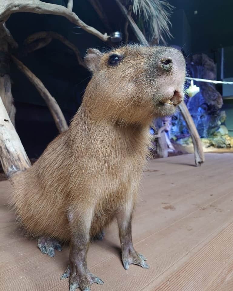 渡辺克仁のインスタグラム：「久々のカワスイ（川崎水族館）。３頭共に変わらず元気いっぱい。何故かやたらとモリージョをコシコシされる。  #カピバラ #水豚 #capybara #川崎 #癒やし #川崎水族館 #カワスイ」