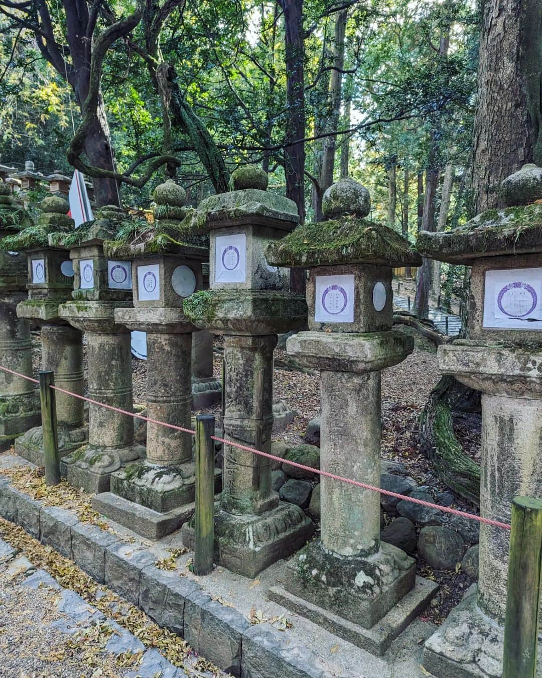 三宅裕子さんのインスタグラム写真 - (三宅裕子Instagram)「奈良の春日大社⛩️  世界遺産にも登録されてるよ👌🏻´- 回廊内も歩ける特別参拝。 大杉が迫力あってパワーを⁡ ⁡感じた☺️🩷  御祭神の武甕槌命(タケミカヅチノミコト)は白鹿に乗って来られたという⁡ ⁡言い伝えから鹿は神のお使いと⁡ ⁡言われてるんだって🦌 ⁡ ⁡ 行くまでの道にはたくさんの鹿に会えて楽しい参拝になりました。  特別参拝は500円❣️  美しい釣燈籠も観られるので⁡ ⁡おすすめだよ✨    ○Access○ 春日大社 奈良県奈良市春日野町160 📞0742-22-7788 ⁡ ⁡⁡ ⁡ 🍁京都奈良旅行はハイライトにまとめてます♡  .*･ﾟ　.ﾟ･*.  #奈良 #春日大社 #奈良公園 #家族旅行 #奈良旅行 #trips #冬の旅 #紅葉  #パワースポット #神社仏閣 ⁡ #nara ⁡#神社好きな人と繋がりたい」12月5日 15時30分 - yuko_miyake