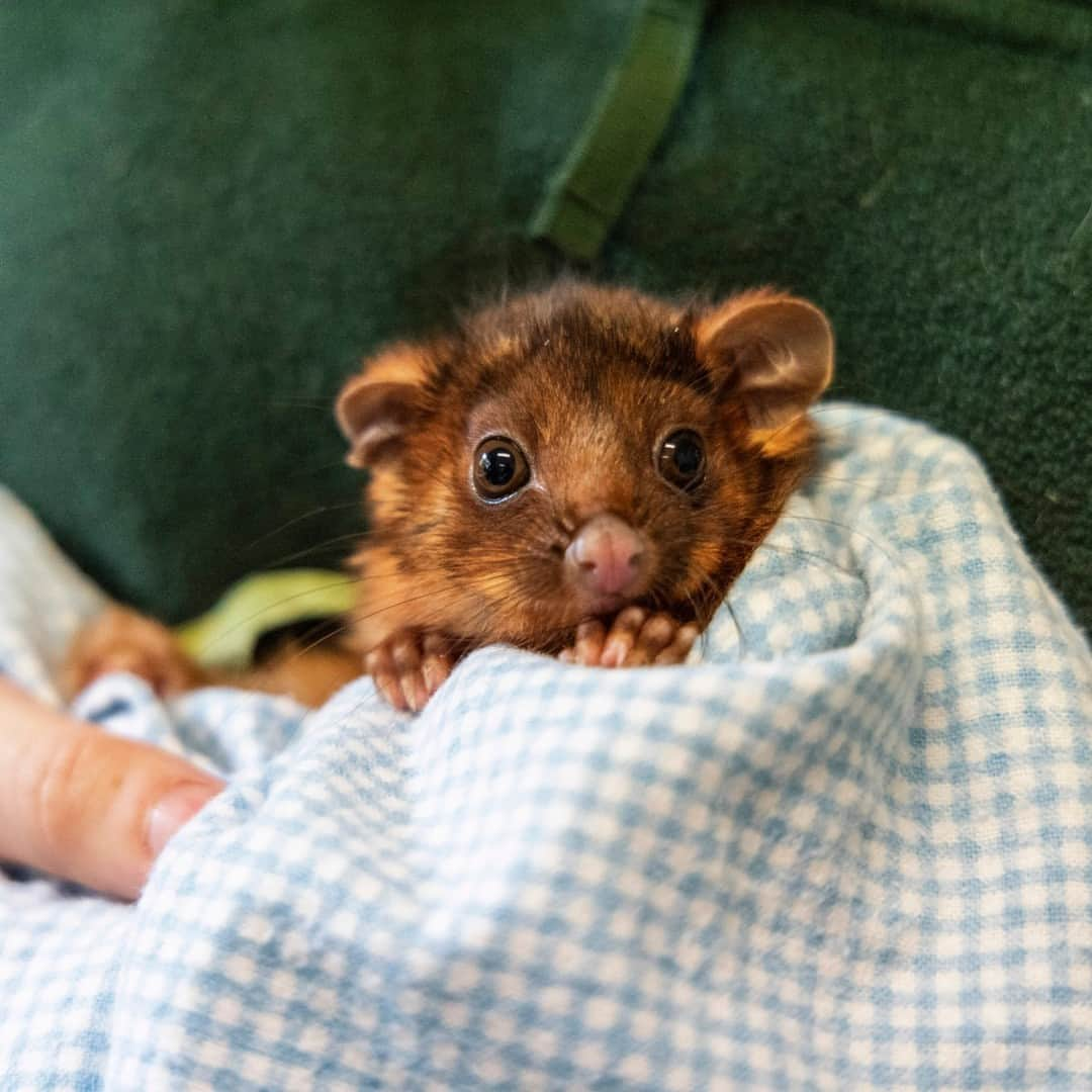 タロンガ動物園のインスタグラム：「🔈 Calling all vets and vet nurses! 🩺🦜  Applications are closing soon for Taronga’s Wildlife Treatment and Care course beginning in 2024. This innovative course is designed for veterinary professionals, consisting of an online program with an optional one-day practical workshop.   The course is CPD accredited by the Australian Veterinary Association and the Veterinary Nurses Council of Australia. With support from the NSW Government Koala Strategy team, we are able to offer discounted positions for participants 🐨   For more information and eligibility requirements,  head to our website!  Applications close midnight on 8 December 2023.」