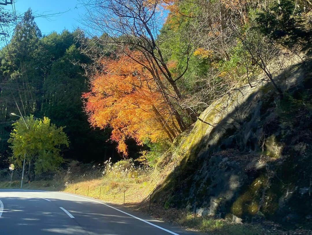 タテタカコさんのインスタグラム写真 - (タテタカコInstagram)「昨日の山越。 帰り道には🦌🦌🦌鹿が出歩いてました。」12月5日 15時45分 - tatetakako