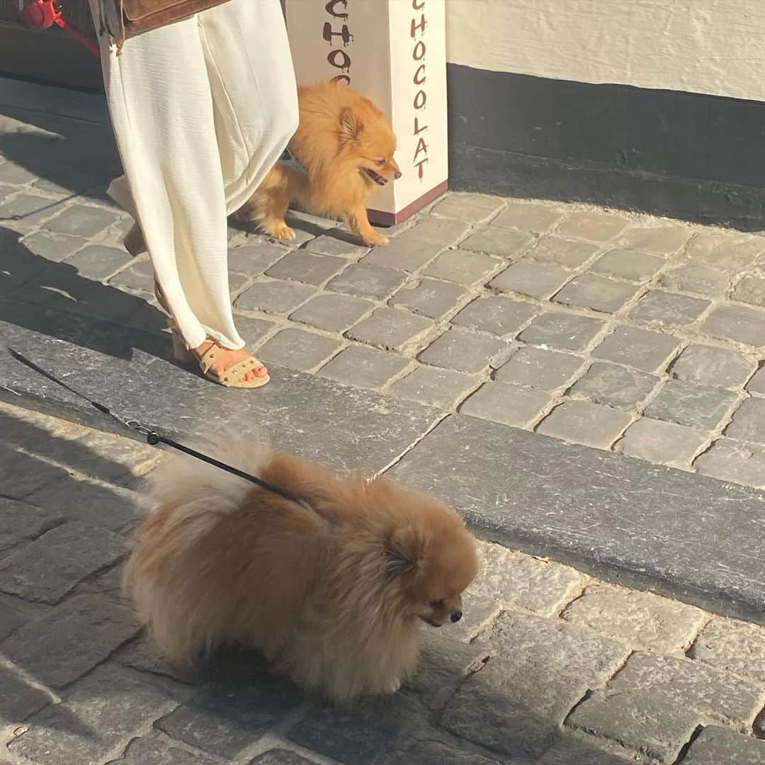 丸山リサのインスタグラム：「🦮📷♡」