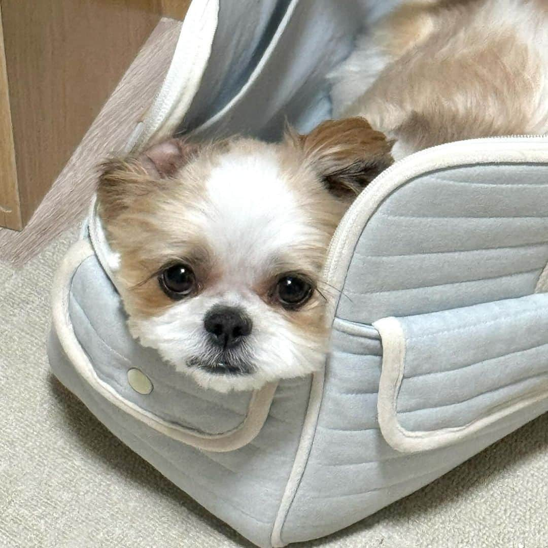 高本彩花さんのインスタグラム写真 - (高本彩花Instagram)「本日、ちぇりちゃん5歳になりました🎂🐶 これからもたくさんちぇりとお出かけをして思い出たくさん作っていきたいです🤎 5歳も幸せに過ごそうね〜🍒  #シーズー #いぬすたぐらむ」12月5日 16時47分 - ayacheri._.official