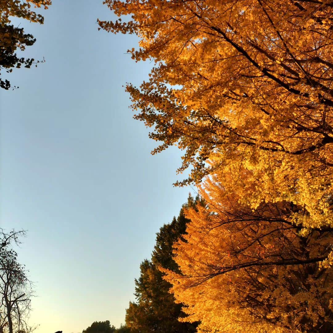 千種ゆり子さんのインスタグラム写真 - (千種ゆり子Instagram)「夕陽に照らされるイチョウが鮮やかすぎた . . . #気象予報士の夕焼けコレクション」12月5日 17時29分 - chikusa_yuriko