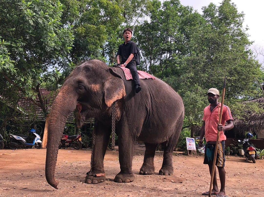 大吉洋平のインスタグラム：「インド象のラーニーちゃん🐘35歳🇱🇰象は80歳ぐらいまで生きるので、年齢は人間とほぼ同じ感覚😁  #srilanka #sigiriya #スリランカ #シーギリヤ #srilankaelephant #elephant #elephantrides」
