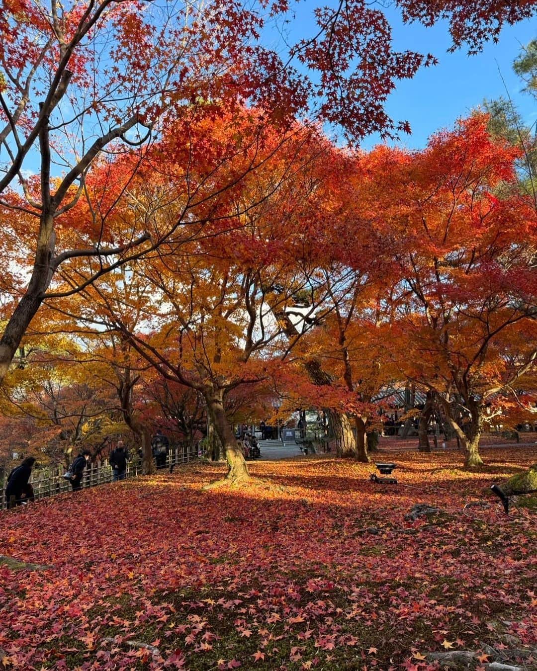 かえるちゃんさんのインスタグラム写真 - (かえるちゃんInstagram)「日本の春夏秋冬は素敵💓💓  ってことで、京都に紅葉をみにっ🍁 本当に綺麗でした！ 今年はピークがいまらしくて真っ赤で すごく感動した(^^)  そして行ってみたかった勝負運の神社 藤森神社⛩️⛩️ 絵馬に書いたことが叶ってて、、 ほんとにすごすぎる🤣🙏💓  これはお礼しにまた行かなきゃ！ 色んな勝負運の神社いきたいなあ〜  みんな教えてっ☺️🕊️ ♡ ♡ #藤森神社 #紅葉  #京都 #東福寺 #japan  #脚が本体のギャルコスプレイヤー #かえるちゃん #介護美容師 #撮影会モデル #ポートレート女子 #ポートレート撮影 #被写体モデル #good_portraits_world #hueart_life #lovers_nippon_portrait #pasha_magagine #portrait_shot #写真好きな人と繋がりたい #お洒落さんと繋がりたい #角色扮演  #얼스타그램 #팔로우 #コスプレイヤー #バーレスクヤバイ #バーレスク東京 #ギャル #派手髪 #cosplay  #cosplayer  #followme」12月5日 17時38分 - k.kaeru