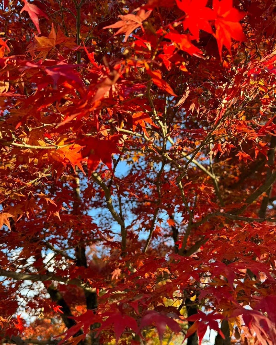 かえるちゃんさんのインスタグラム写真 - (かえるちゃんInstagram)「日本の春夏秋冬は素敵💓💓  ってことで、京都に紅葉をみにっ🍁 本当に綺麗でした！ 今年はピークがいまらしくて真っ赤で すごく感動した(^^)  そして行ってみたかった勝負運の神社 藤森神社⛩️⛩️ 絵馬に書いたことが叶ってて、、 ほんとにすごすぎる🤣🙏💓  これはお礼しにまた行かなきゃ！ 色んな勝負運の神社いきたいなあ〜  みんな教えてっ☺️🕊️ ♡ ♡ #藤森神社 #紅葉  #京都 #東福寺 #japan  #脚が本体のギャルコスプレイヤー #かえるちゃん #介護美容師 #撮影会モデル #ポートレート女子 #ポートレート撮影 #被写体モデル #good_portraits_world #hueart_life #lovers_nippon_portrait #pasha_magagine #portrait_shot #写真好きな人と繋がりたい #お洒落さんと繋がりたい #角色扮演  #얼스타그램 #팔로우 #コスプレイヤー #バーレスクヤバイ #バーレスク東京 #ギャル #派手髪 #cosplay  #cosplayer  #followme」12月5日 17時38分 - k.kaeru