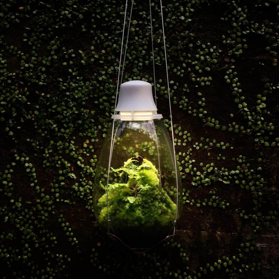 Mosslight-LEDのインスタグラム：「Mosslight   #mosslight#モスライト #terrarium#テラリウム #moss#苔#コケ」