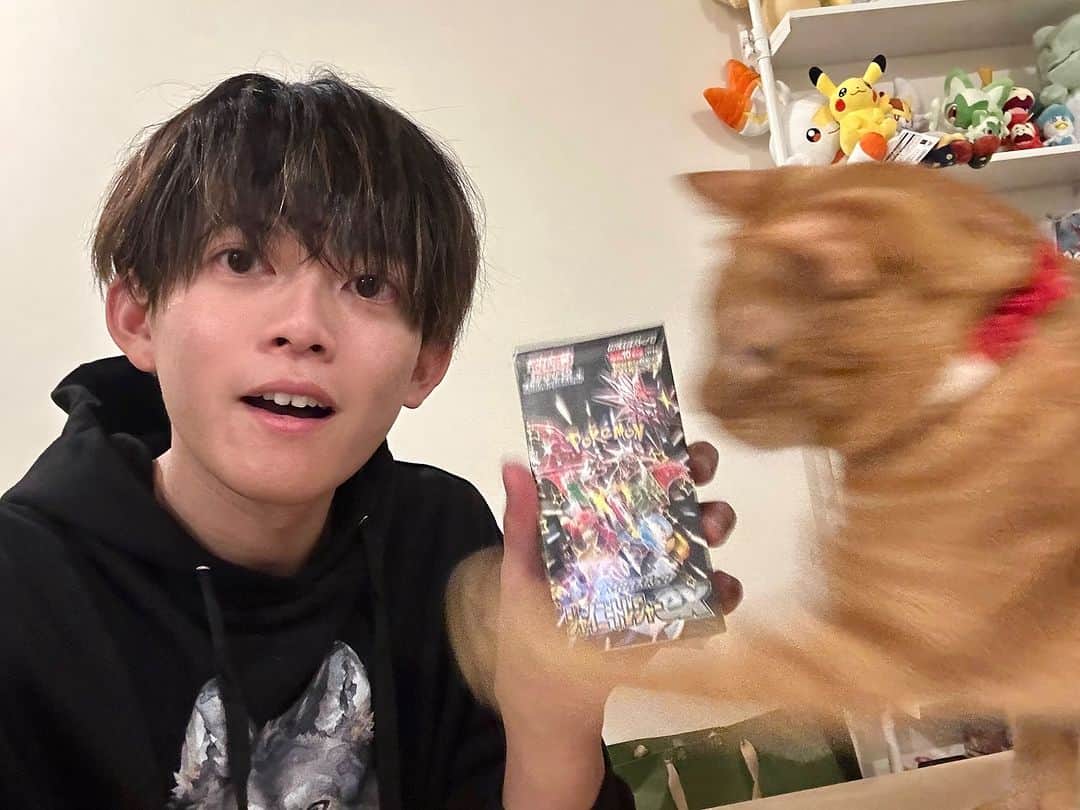 松丸亮吾のインスタグラム：「#ポケカ の最新弾手に入れて写真撮ってたら、おもちゃと認識したリドくんに全力で叩き落とされる瞬間撮れた  #猫」