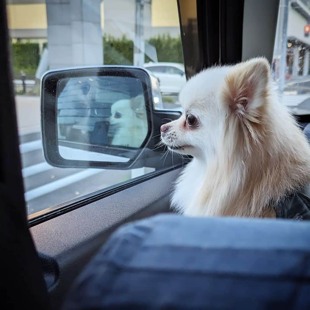 武田航平のインスタグラム：「ポメ×助手席  #dogoftheday  #dogofinstagram  #pomeranian」