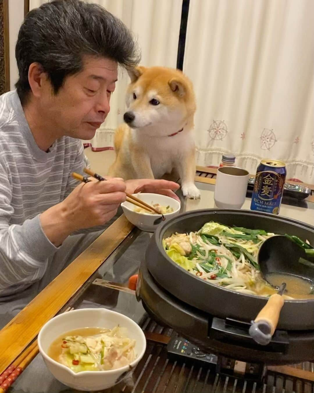 柴犬小雨のインスタグラム