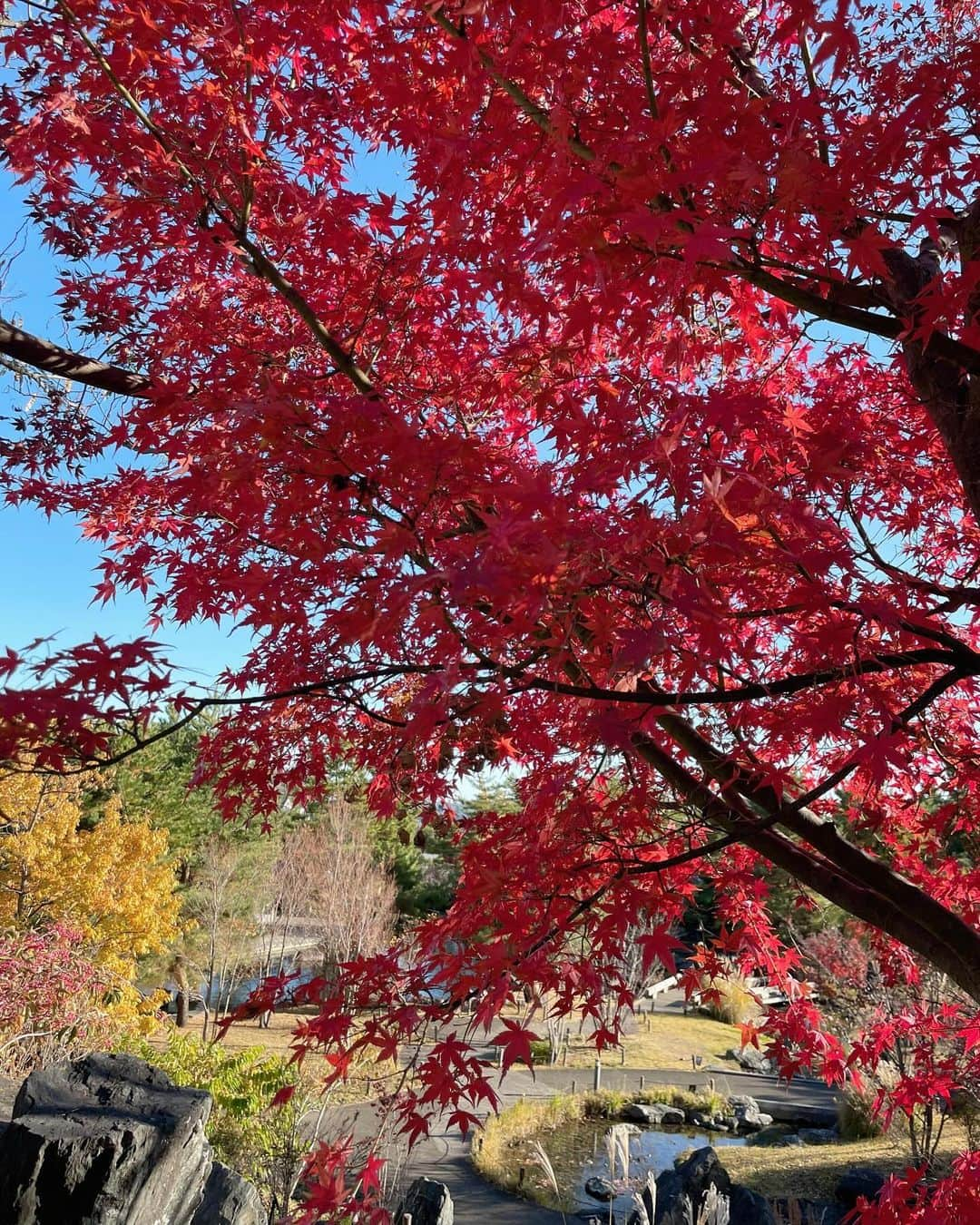 田中碧さんのインスタグラム写真 - (田中碧Instagram)「【🍁】 ⁡ 晴れた日のお散歩♪ 目的は、インドカレー💕笑 ⁡ ⁡ #紅葉 #紅葉狩り #紅葉スポット #紅葉シーズン #紅葉🍁 #お散歩 #バケハ #アナウンサー #田中碧 #🍁」12月6日 17時25分 - aoi.tanaka.0523