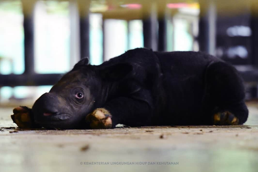 レオナルド・ディカプリオさんのインスタグラム写真 - (レオナルド・ディカプリオInstagram)「Further hope for the recovery of the Sumatran Rhino as a second baby rhino has been born at the Way Kambas Sumatran Rhino Sanctuary in Indonesia in two months, as announced by the Ministry of Environment and Forestry. This male calf joins a female calf born in late September and represents a new generation of Sumatran Rhino from which to recover the species.  The Sumatran Rhino, once widespread across Southeast Asia, is now only found in Indonesia. The Government of the Republic of Indonesia is working to recover the Sumatran Rhino across Sumatra and Borneo through a combination of a conservation breeding program and field conservation, supported by a coalition of conservation organizations both in Indonesia and across the world that is fully committed to assisting their programs and efforts.  Given that this is the first captive-born Sumatran Rhino to give birth and the breeding program now has 10 animals with three proven breeding pairs, the future for this species is looking brighter - congratulations to the government of Indonesia and all involved in this species conservation effort. @kementerianlhk @rewild @rhinosirf @badak.indonesia #KSDAE」12月6日 3時31分 - leonardodicaprio