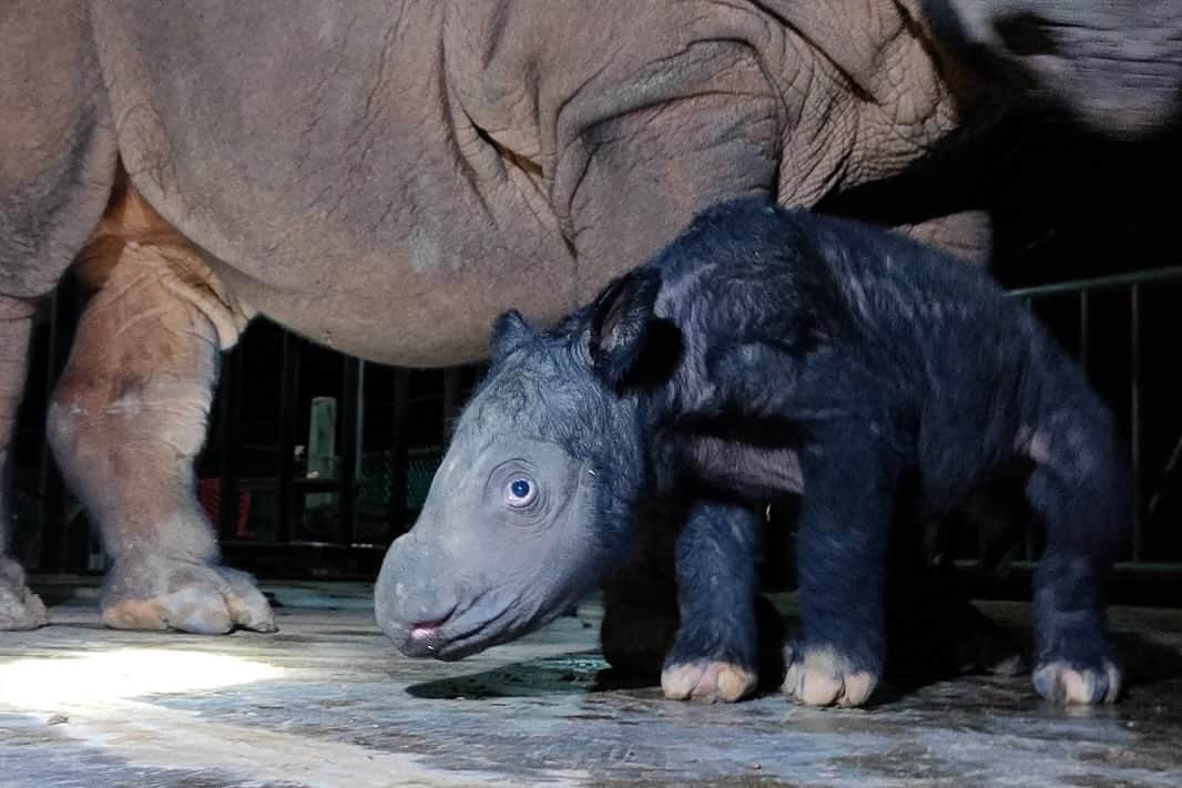 レオナルド・ディカプリオさんのインスタグラム写真 - (レオナルド・ディカプリオInstagram)「Further hope for the recovery of the Sumatran Rhino as a second baby rhino has been born at the Way Kambas Sumatran Rhino Sanctuary in Indonesia in two months, as announced by the Ministry of Environment and Forestry. This male calf joins a female calf born in late September and represents a new generation of Sumatran Rhino from which to recover the species.  The Sumatran Rhino, once widespread across Southeast Asia, is now only found in Indonesia. The Government of the Republic of Indonesia is working to recover the Sumatran Rhino across Sumatra and Borneo through a combination of a conservation breeding program and field conservation, supported by a coalition of conservation organizations both in Indonesia and across the world that is fully committed to assisting their programs and efforts.  Given that this is the first captive-born Sumatran Rhino to give birth and the breeding program now has 10 animals with three proven breeding pairs, the future for this species is looking brighter - congratulations to the government of Indonesia and all involved in this species conservation effort. @kementerianlhk @rewild @rhinosirf @badak.indonesia #KSDAE」12月6日 3時31分 - leonardodicaprio