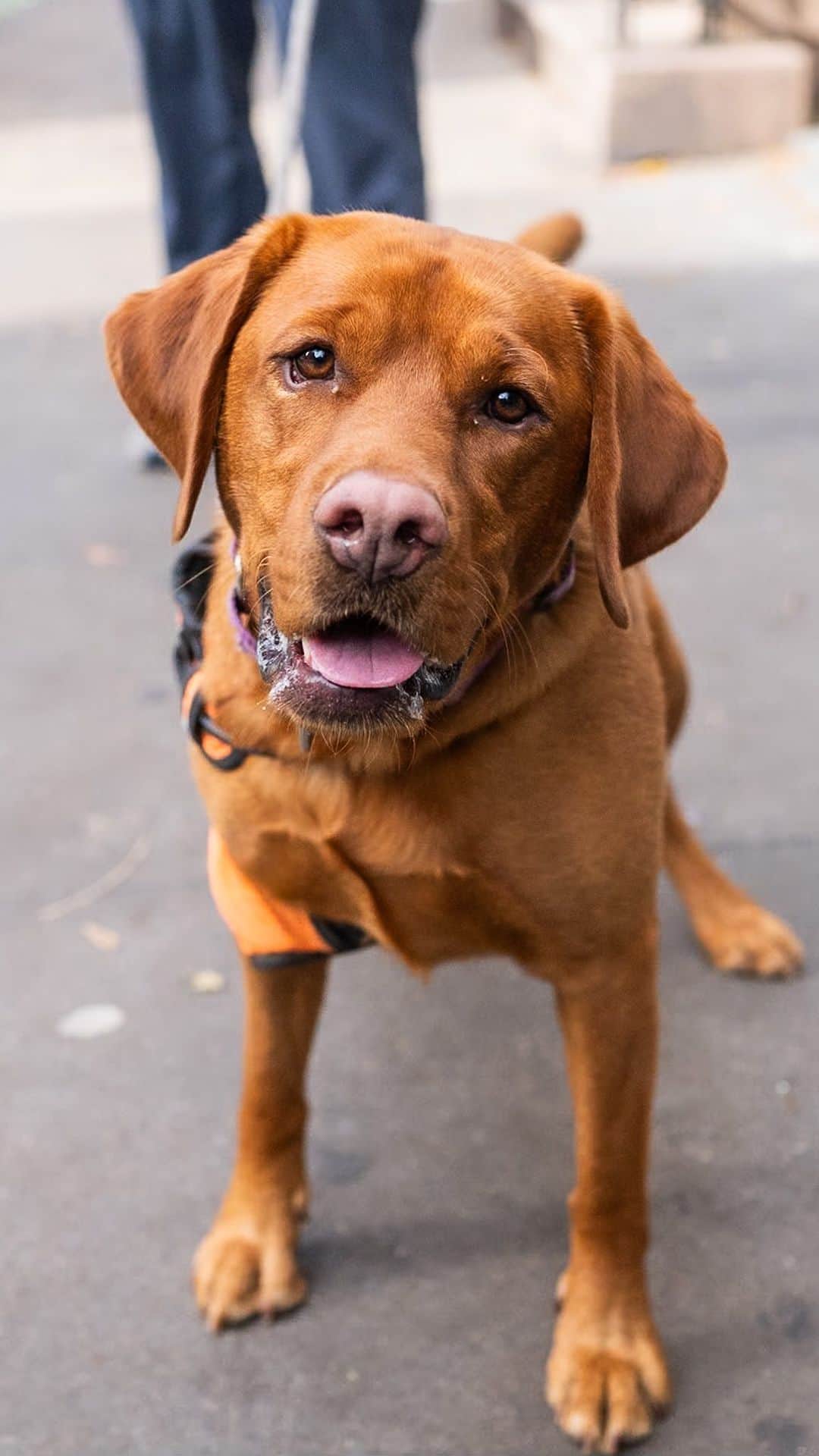 The Dogistのインスタグラム：「Pippi, Labrador Retriever (3 y/o), Prince & Sullivan St., New York, NY • “She’s named after Pippi Longstocking. She’ll grab food off your plate. Everything’s a joke with her – everything’s funny, everything’s sweet. She’s just so loving and wonderful – she’s been a great addition to our family. Her favorite toy is any ball or slipper. She doesn’t chew on the slippers or ruin them, she just borrows them. I love the extra energy she brings to the household – it’s impossible to be negative around her.”」