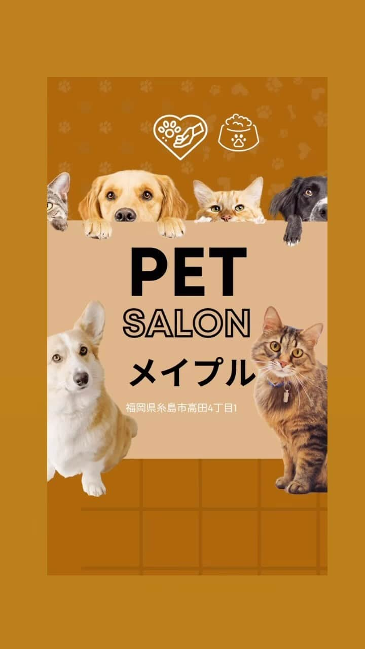 井手智のインスタグラム：「【ペットサロンメイプル様】ご紹介 @pet_salon_maple   ペットサロンメイプル様 今回はドックホテルのご紹介です🏨  8:00→おさんぽor ドッグラン 9:00→朝ごはん ↕︎休憩&play time 17:00→おさんぽor ドッグラン 18:00→夕ご飯 19:00→就寝💤💤...  料金等詳しくは3枚目をご覧ください🙏🙇‍♂️  鍬野社長並びに従業員の皆様いつも応援ありがとうございます‼︎今週はドイツカップ準決勝戦があります！またSNS上でもいい報告をできるよう頑張ります‼︎  みなさんも日本から応援してくださーい📣🫶🙌🙌」