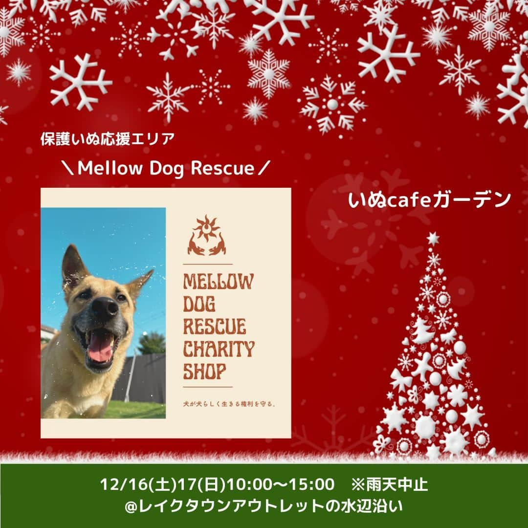 甲斐麻美のインスタグラム：「. 12/16(土)17(日) 愛犬と過ごすSpecial Christmas！ \\いぬcafeガーデン// 　@レイクタウンアウトレットの水辺沿い  【 保護いぬ応援エリア 】 17(日)のみ　※正しくは12/17(日)の参加です  ＼Mellow Dog Rescue／ (@mellow.rescue ) ▶無添加おやつ・お揃いアクセサリーetc  ----------  メロードッグレスキューは、保健所に収容された成犬の野犬を中心に、一般譲渡の難しい犬たちの保護・トレーニング・譲渡活動を行っている小規模シェルターです。  私たちが活動の中で最も大切にしていること。 それは「犬たちが犬らしく、心身ともに満たされた一生を送れること」です。  ただ命を永らえるためだけではなく、受け入れた保護犬たちのQOL（Quality of Life）が最大限に保たれるよう、有資格者の代表とボランティアスタッフがそれぞれの犬のニーズに合わせ、心身のケアを行っています。  いつの日か保護犬がいない未来の土台となるべく、「命に対する責任や終生飼育の大切さを伝えたい」という想いから、初めて出店に応募させていただきました。 今回の売上の一部は、保護活動費として寄付されます。 同じく犬の幸せを願う皆様から、私たちの活動をサポートしていただけたらとても嬉しいです。 ぜひお立ち寄りください！  ---------- ※事前予約等は各出店者様のDMへ 直接お問い合わせ下さい  ================ 　いぬ cafe ガーデン ================ 日時：R5.12/16(土)17(日) 10:00～15:00 ※雨天中止 場所：レイクタウンアウトレット JR武蔵野線　越谷レイクタウン駅　徒歩7分 ※入場無料 ※カフェエリア予約優先（ワンドリンク制）  ■カフェのご予約はこちら💓 >> https//reserva.be/inutowatashi プロフィール欄から飛べます🕊  #いぬcafeガーデン #いぬとわたし #レイクタウンアウトレット #犬イベント #いぬのいる暮らし #ドッグカフェ #犬とクリスマス #クリスマスイベント #犬との暮らし #犬ファースト #犬好きさんと繋がりたい #犬がいないと生きていけません #犬好き　#いぬカフェ #犬のイベント #犬イベント #保護犬 #犬の幸せ」