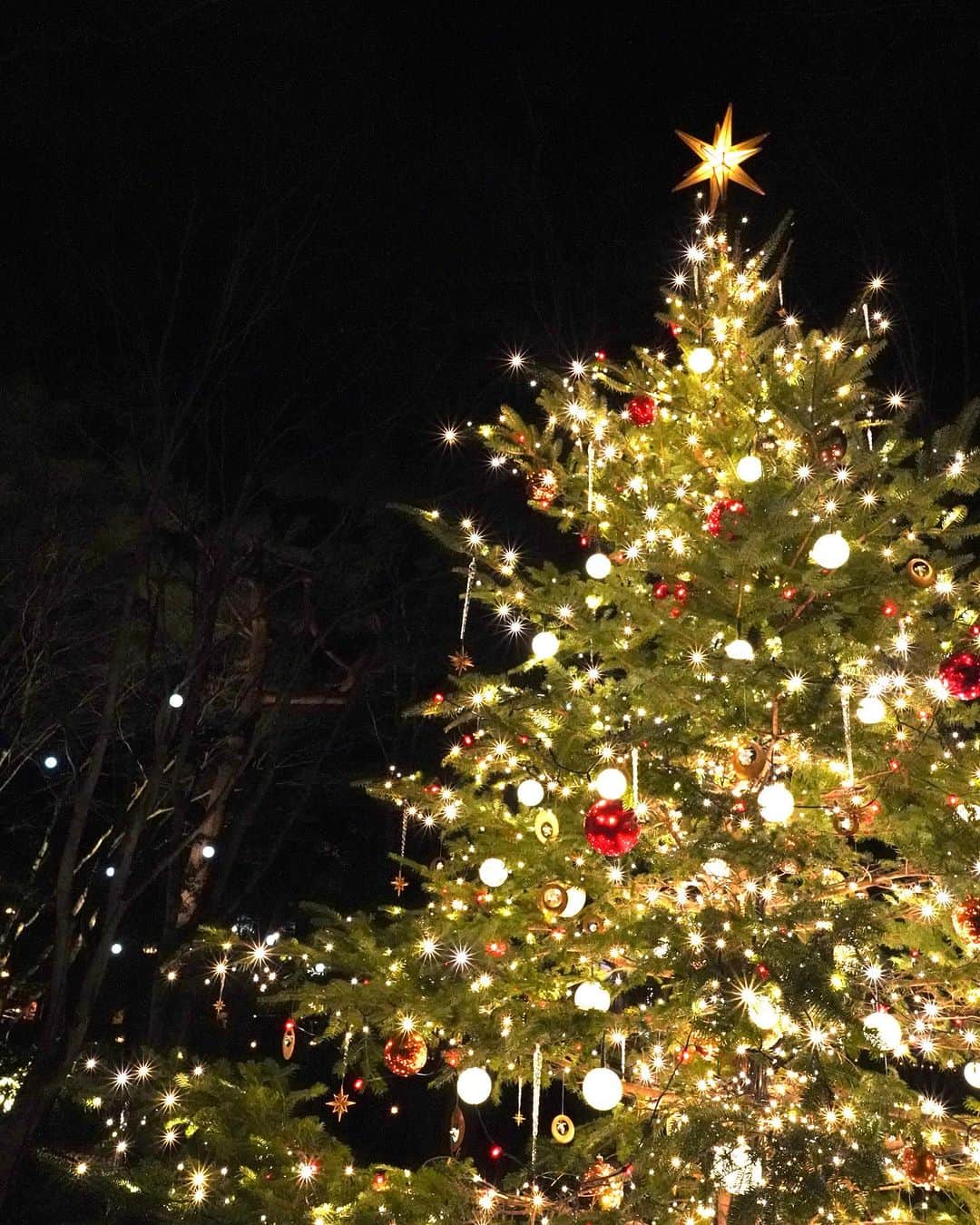 よねいはるかさんのインスタグラム写真 - (よねいはるかInstagram)「軽井沢高原教会 星降る森のクリスマス 2023🎄  昨年からずっと行きたかったところで、 今年来ることができて本当に嬉しかった✨  軽井沢の澄んだ空気と煌めく幻想的な空間に ランタンの優しい灯りに癒されました。  教会で奏でられた三重奏のLiberaは 私がとっても好きな曲だったので、うるっときました。 ゴスペルの方々の躍動感と、牧師さんのお言葉にも とても感動しました。  素敵な思い出になる冬をここで過ごしてほしいなぁ❄️  #PR  #軽井沢高原教会　 #軽井沢　 #クリスマス　 #イルミネーション  #クリスマスデート」12月5日 20時01分 - rabbit____2