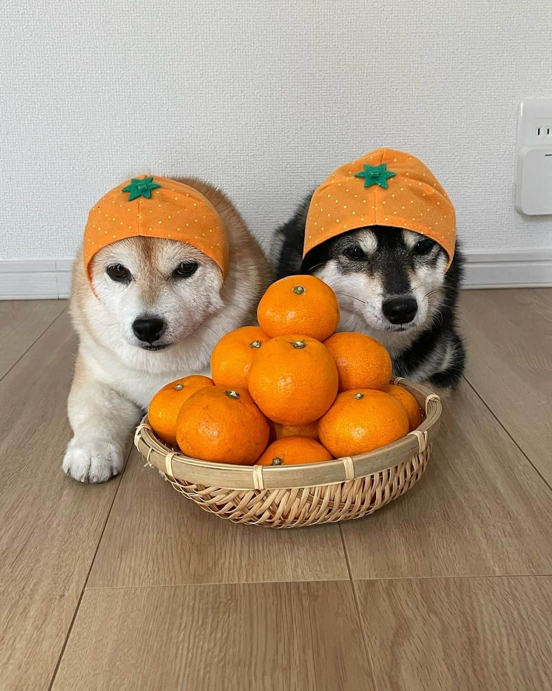 豆柴なつ&ふゆのインスタグラム：「Orange🍊😂 みかん娘🍊😂  #みかん #orange #🍊 #甘い #有田みかん     #dog  #いぬのいる暮らし #イヌスタグラム  #しばいぬ部   #shibaaddict #柴 #しばいぬ #シバフル #わんダフォ #shibamania  #柴犬ライフ #shiba_snap  #instashiba#cutedogs  #柴犬#shiba #shibainu #shibastagram #いぬすたぐらむ #pecoいぬ部 #shibainumag_feature #dogoftheday  #🐕📷 #theshibasociety  #proudshibas」