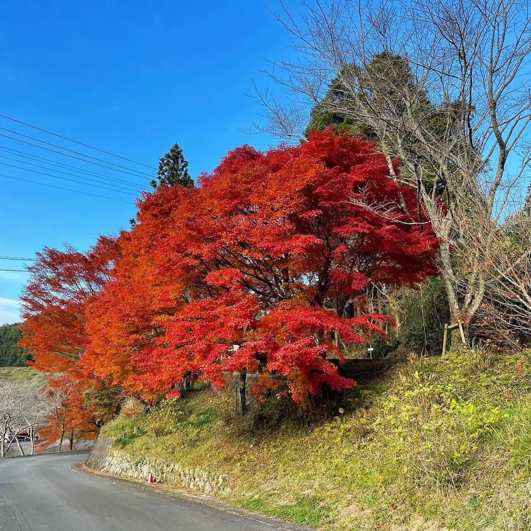 山田あかりさんのインスタグラム写真 - (山田あかりInstagram)「#こけむしろ　は空気が美味しくて紅葉が綺麗だったよ☺️🍁  景色ってなんでこんなにも人の心を動かすのかな🍁  男女ともに私が一緒にいたいのは景色を一緒に楽しめる人🥰 景色と時間を大切にできる人がすき🥰  #苔筵　#紅葉スポット #紅葉 #紅葉デート #こけむしろカフェ #愛媛グルメ #愛媛カフェ #愛媛旅行 #愛媛観光 #四国旅行 #153cmコーデ #日本の景色　#湿気で髪の毛死亡」12月5日 20時08分 - akari030201