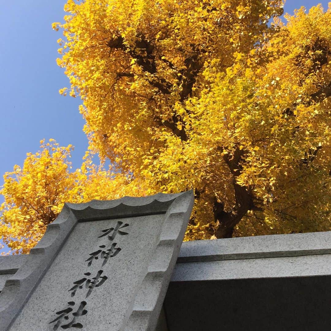 細川茂樹のインスタグラム：「絶景に 響く水音 神田川 主役は銀杏 門を構えて★ #細川茂樹#shigekihosokawa#hibiki#fromjpn#fromtokyo#instagramjpn#instagramtokyo#tanka#journeysinjapan#ginkgotree#いちょう#大銀杏#黄金色#神田川#水神神社#関口水門#弁財天#短歌#インスタ短歌#写真短歌」